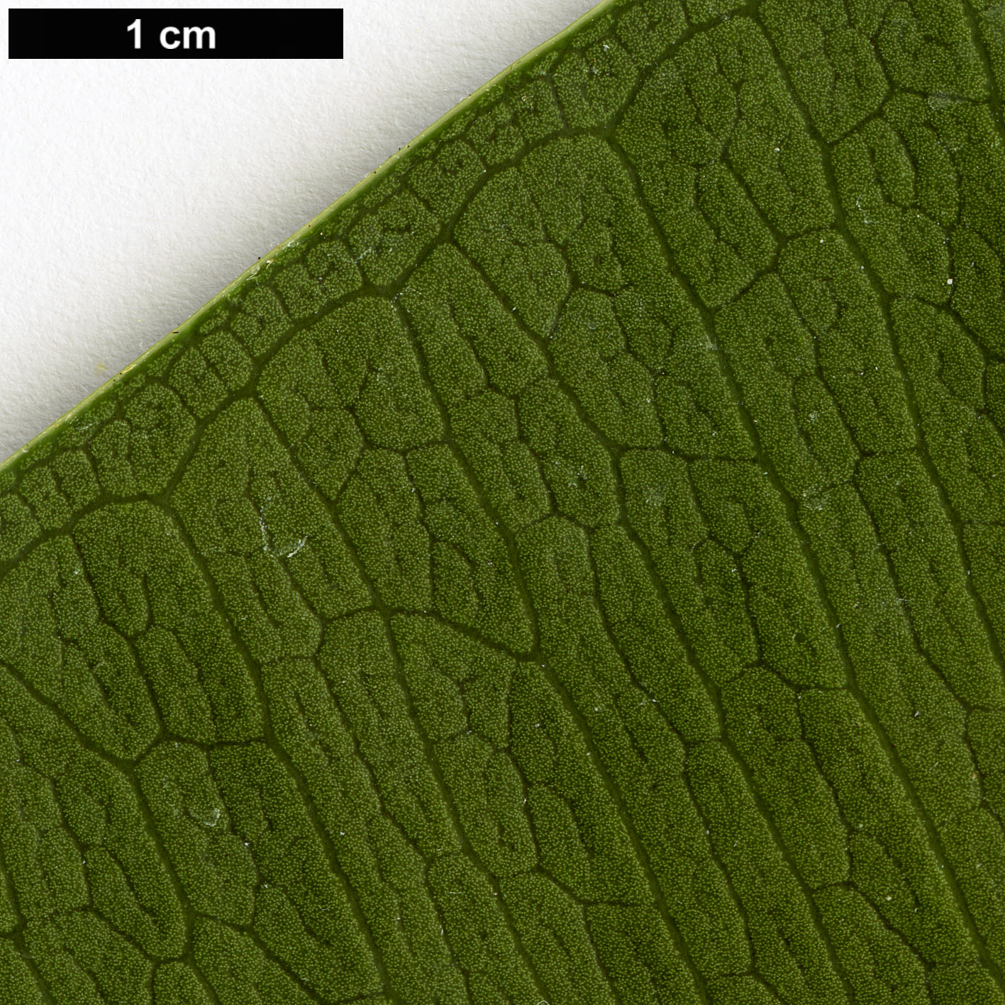 High resolution image: Family: Moraceae - Genus: Ficus - Taxon: elastica