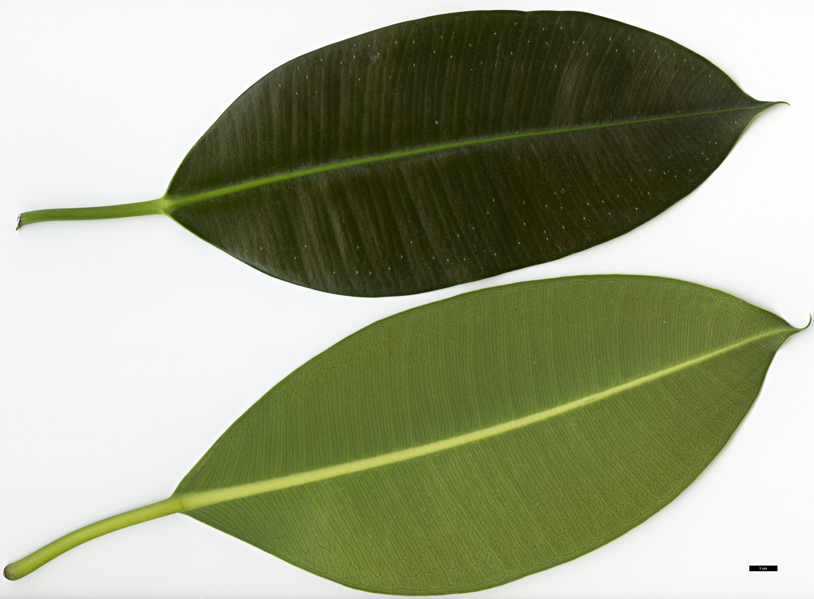 High resolution image: Family: Moraceae - Genus: Ficus - Taxon: elastica