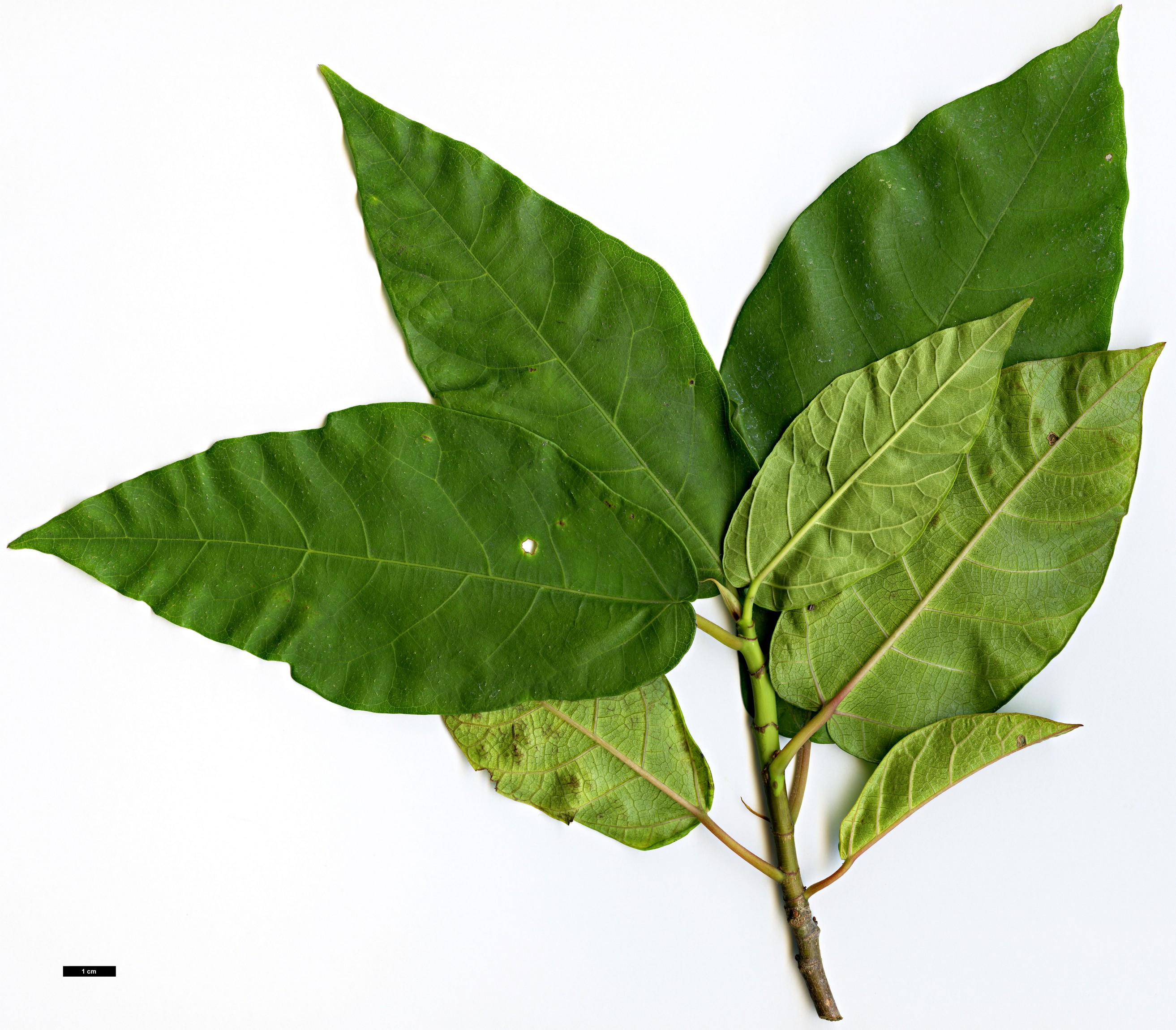 High resolution image: Family: Moraceae - Genus: Ficus - Taxon: erecta