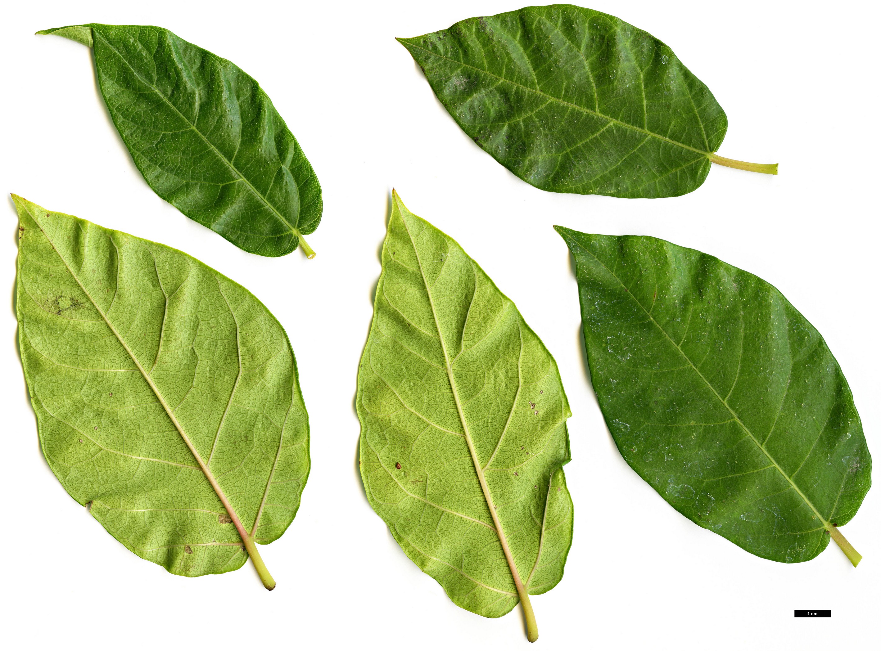 High resolution image: Family: Moraceae - Genus: Ficus - Taxon: erecta