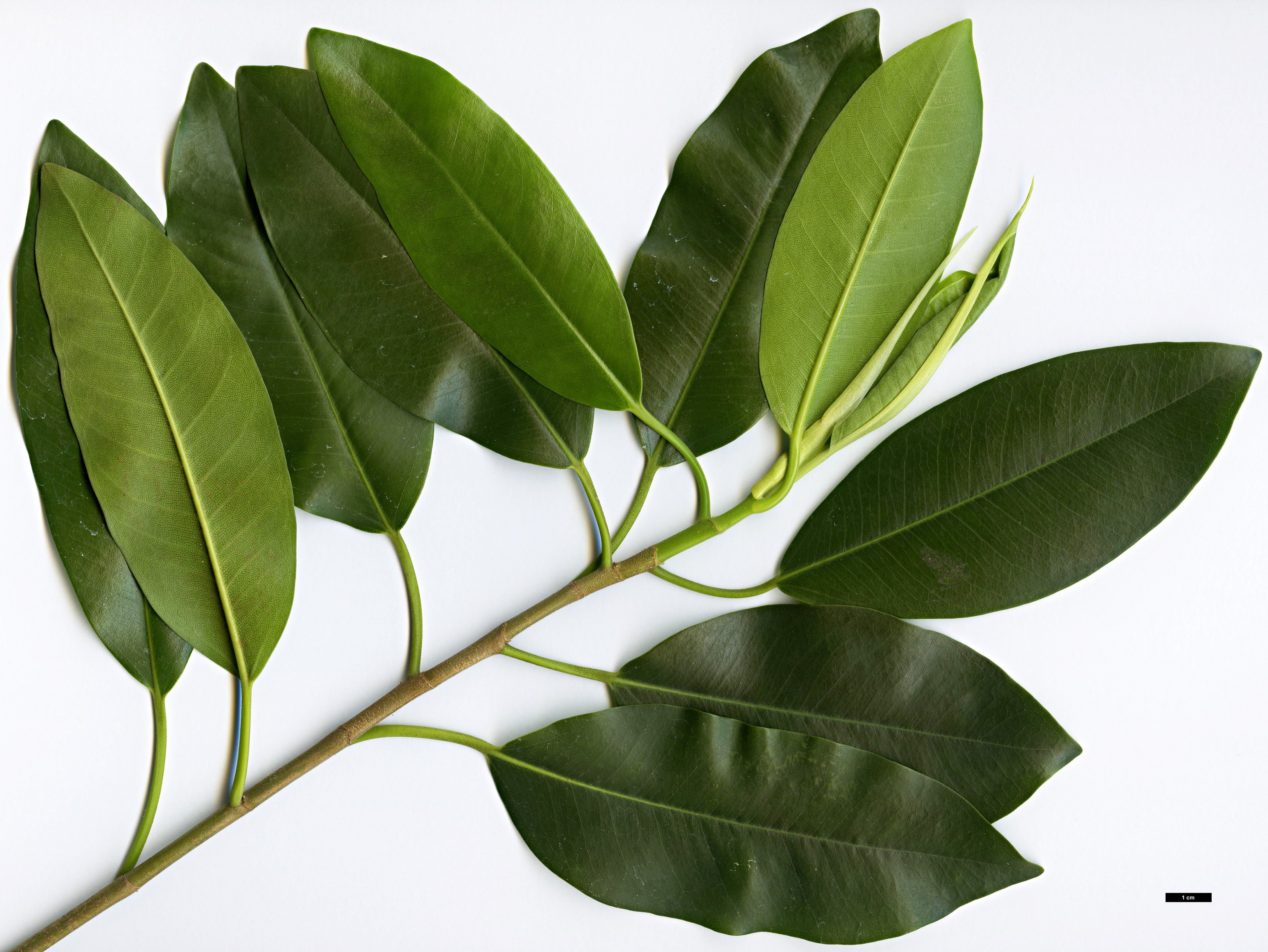 High resolution image: Family: Moraceae - Genus: Ficus - Taxon: platypoda