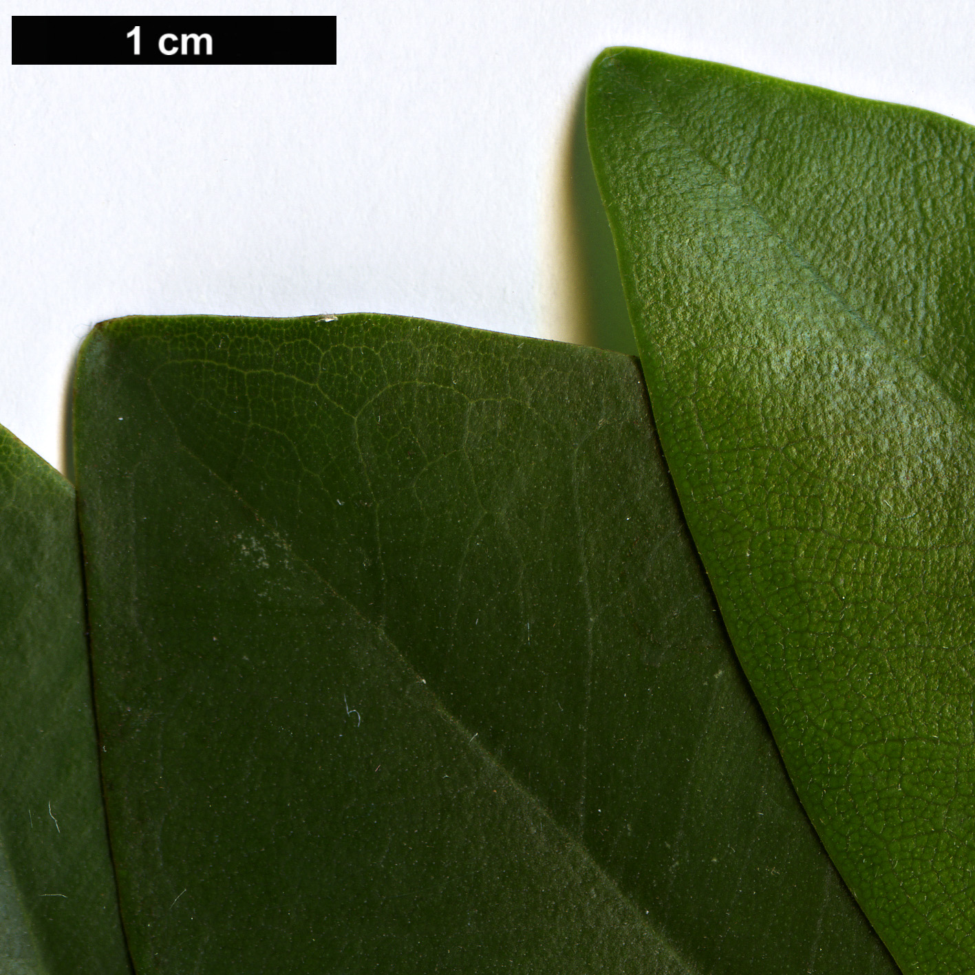 High resolution image: Family: Moraceae - Genus: Ficus - Taxon: platypoda