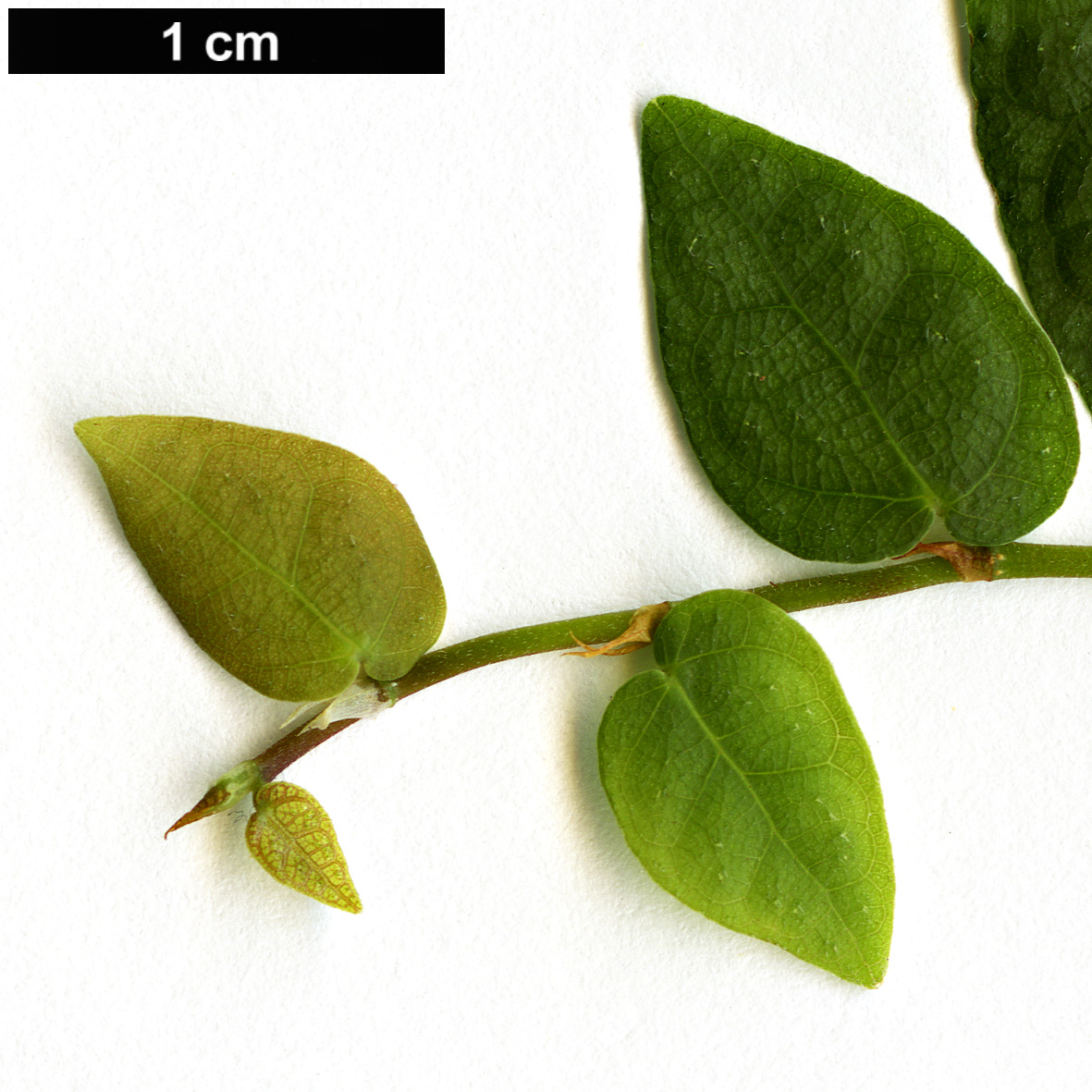 High resolution image: Family: Moraceae - Genus: Ficus - Taxon: pumila
