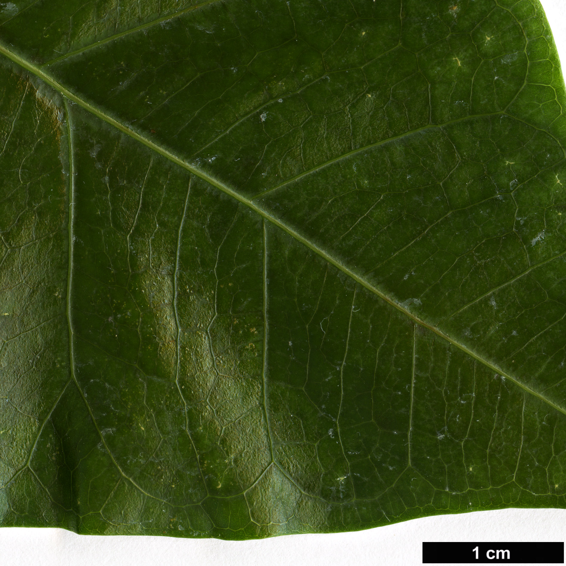 High resolution image: Family: Moraceae - Genus: Ficus - Taxon: religiosa