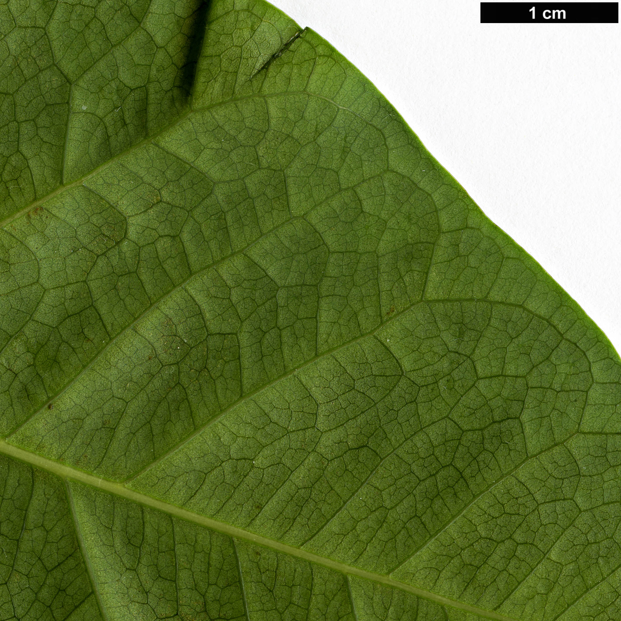 High resolution image: Family: Moraceae - Genus: Ficus - Taxon: religiosa