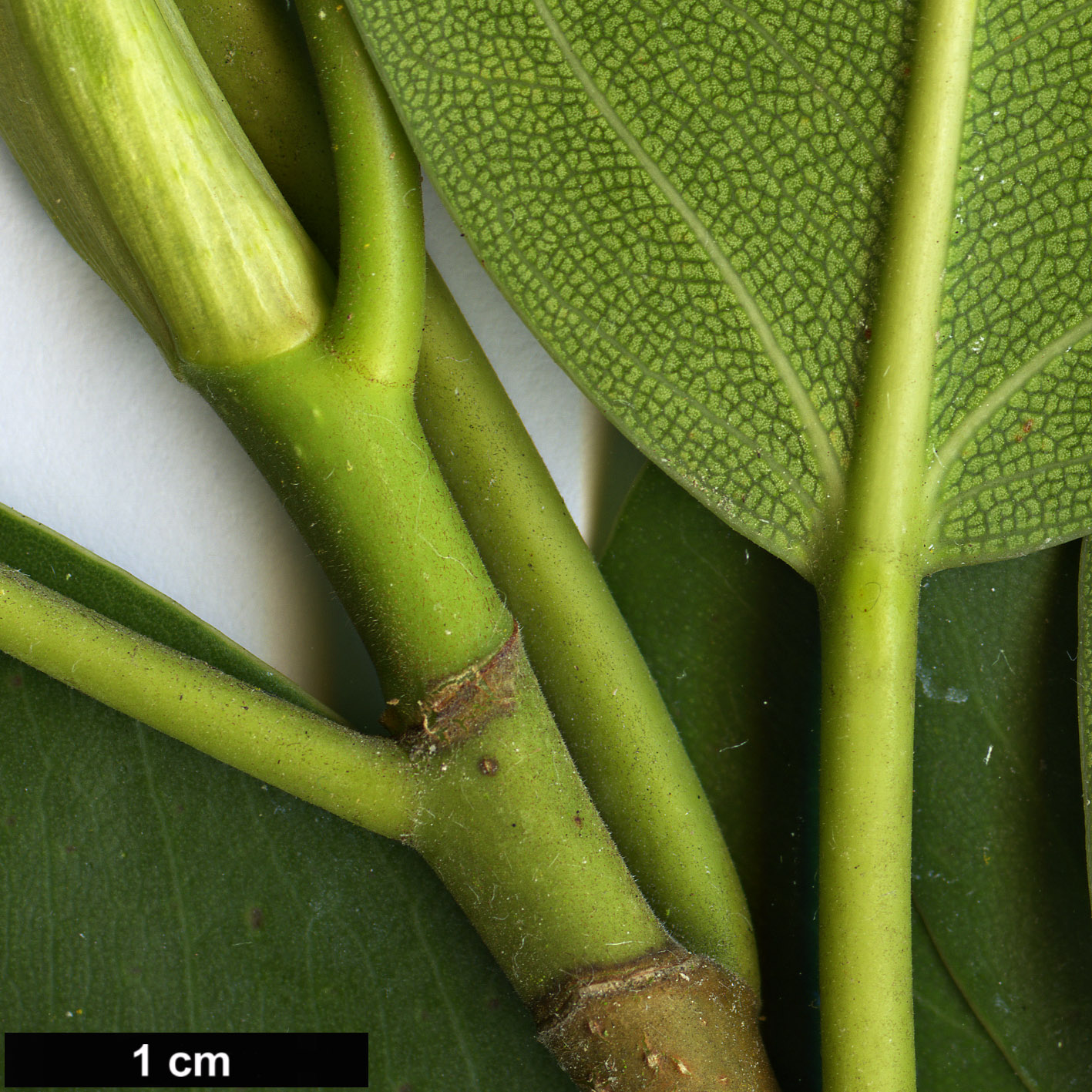 High resolution image: Family: Moraceae - Genus: Ficus - Taxon: rubiginosa