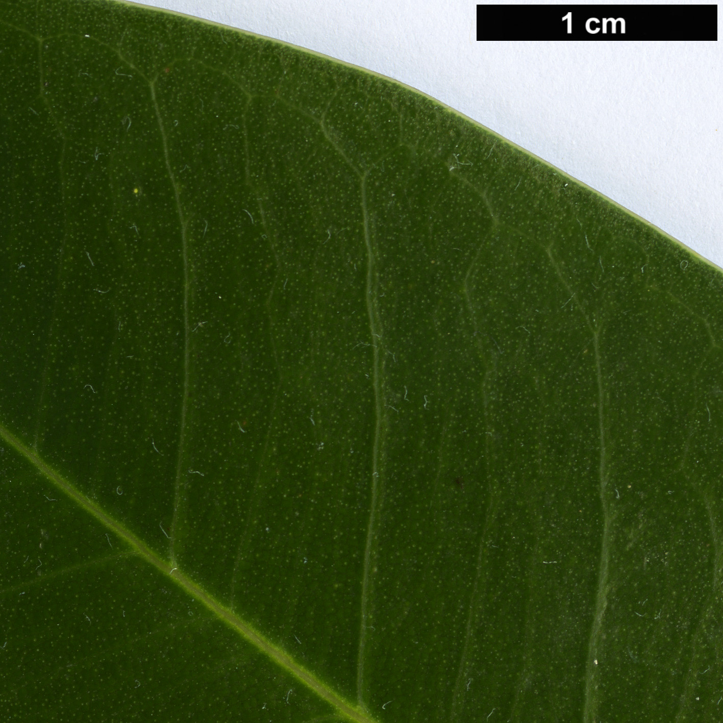 High resolution image: Family: Moraceae - Genus: Ficus - Taxon: rubiginosa