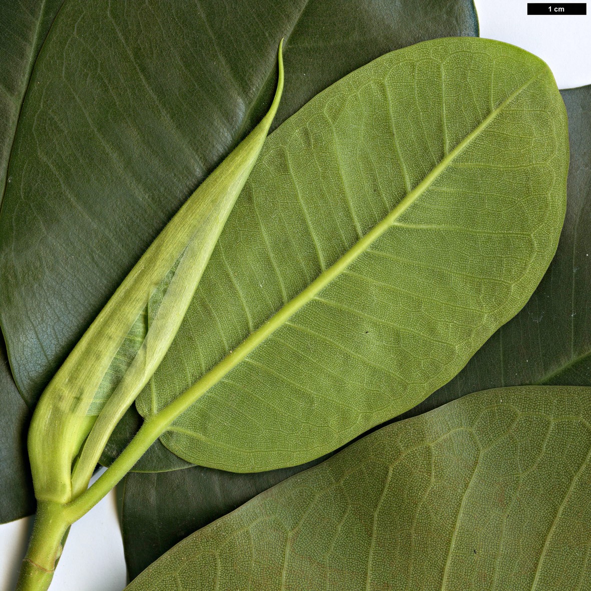 High resolution image: Family: Moraceae - Genus: Ficus - Taxon: rubiginosa