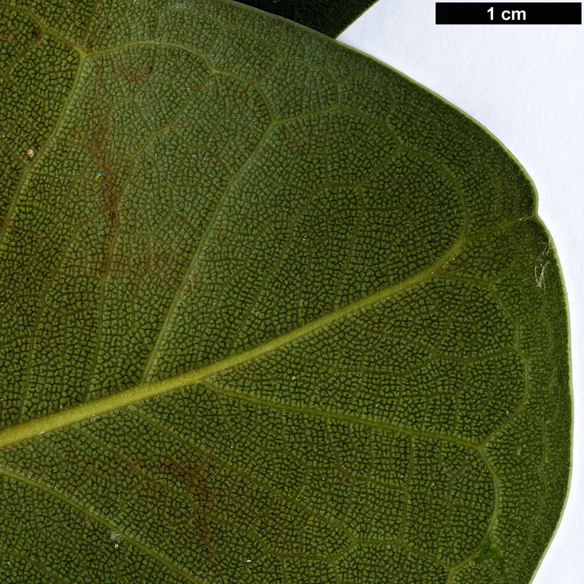 High resolution image: Family: Moraceae - Genus: Ficus - Taxon: rubiginosa