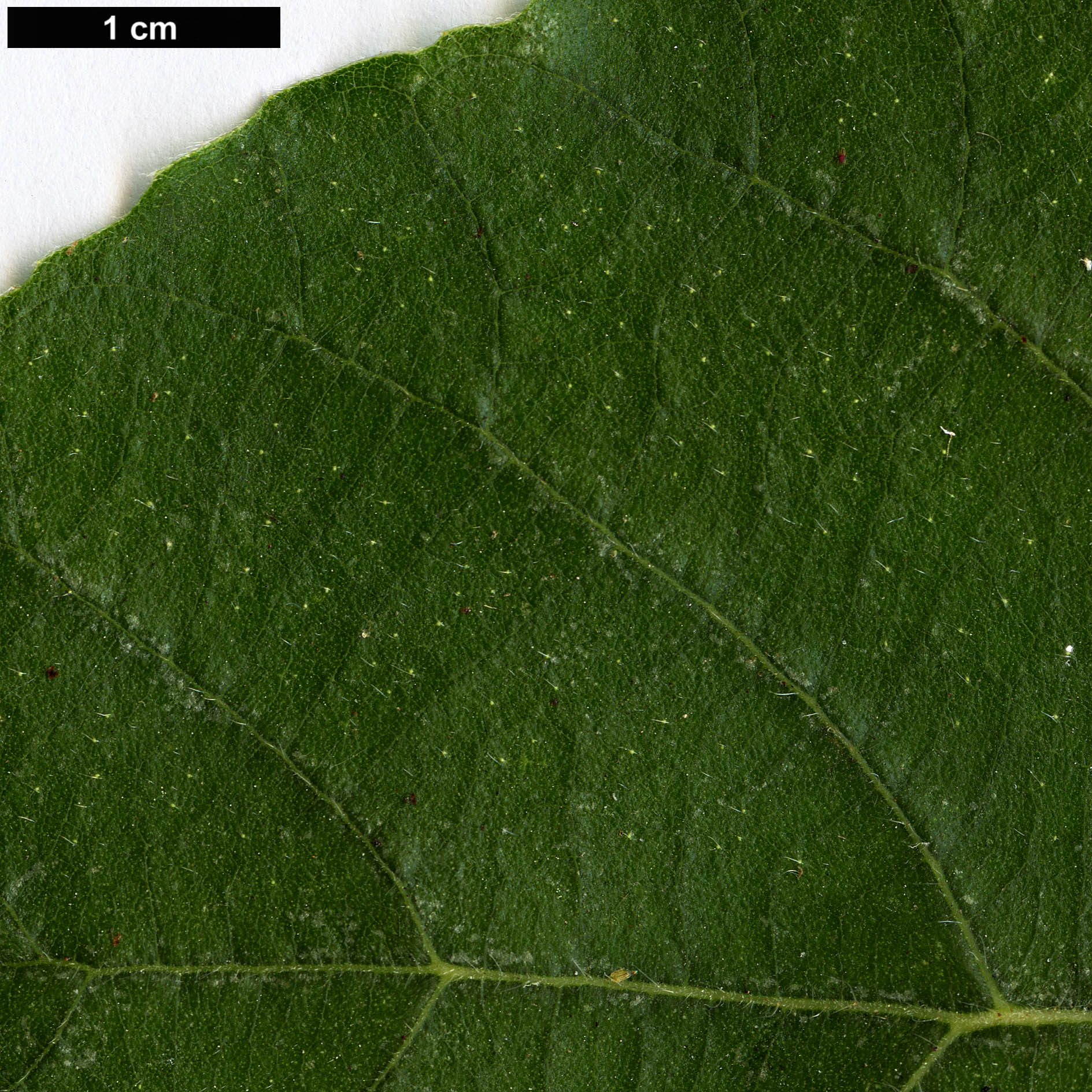 High resolution image: Family: Moraceae - Genus: Ficus - Taxon: sycomorus