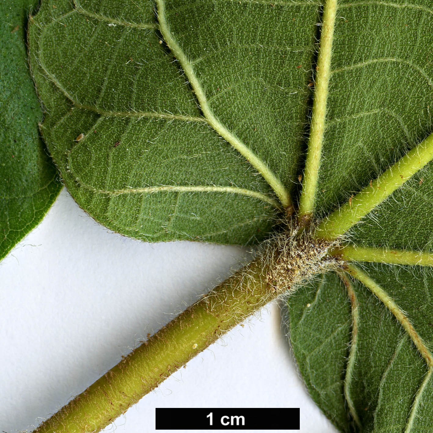 High resolution image: Family: Moraceae - Genus: Ficus - Taxon: sycomorus
