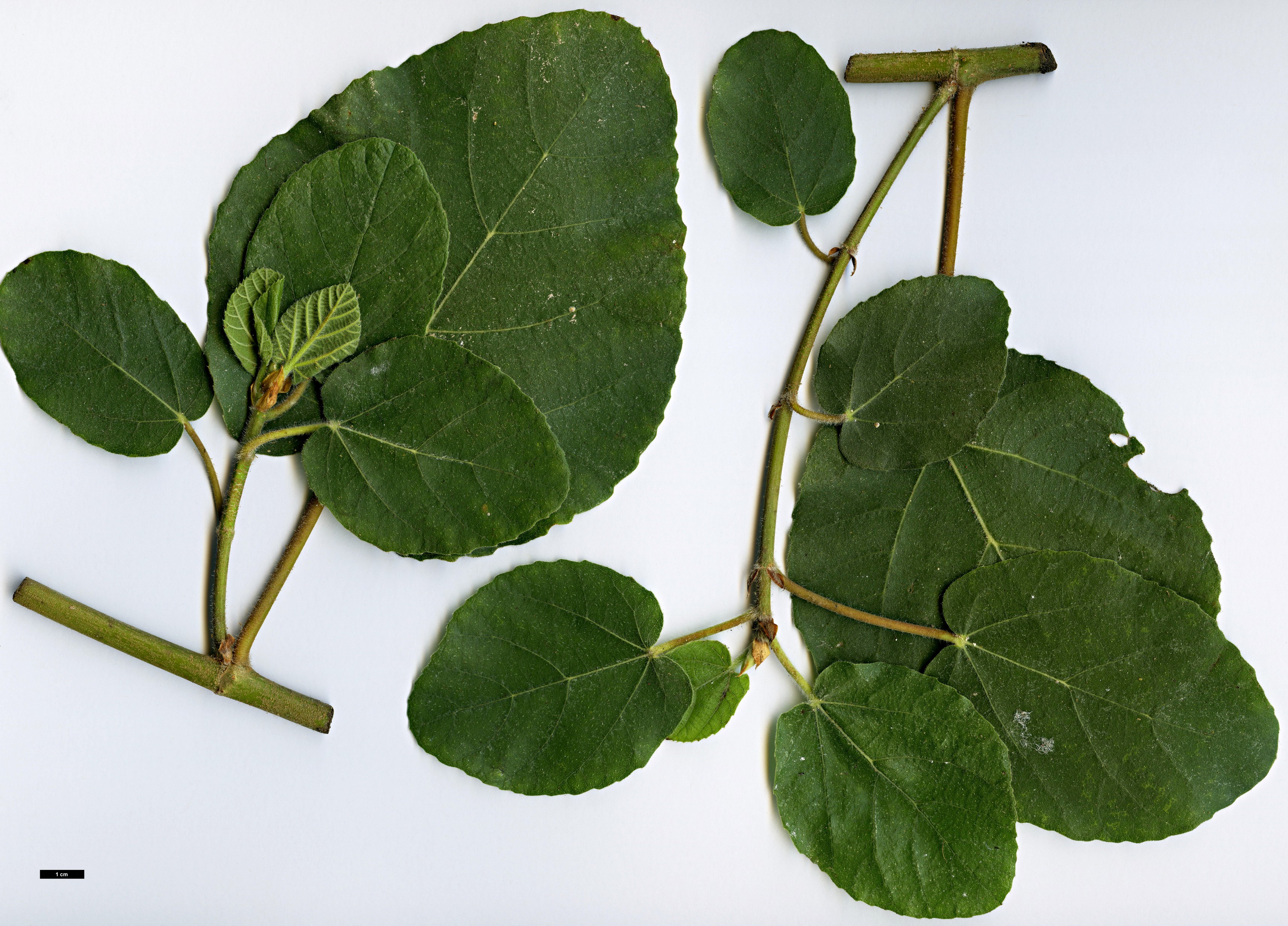 High resolution image: Family: Moraceae - Genus: Ficus - Taxon: sycomorus