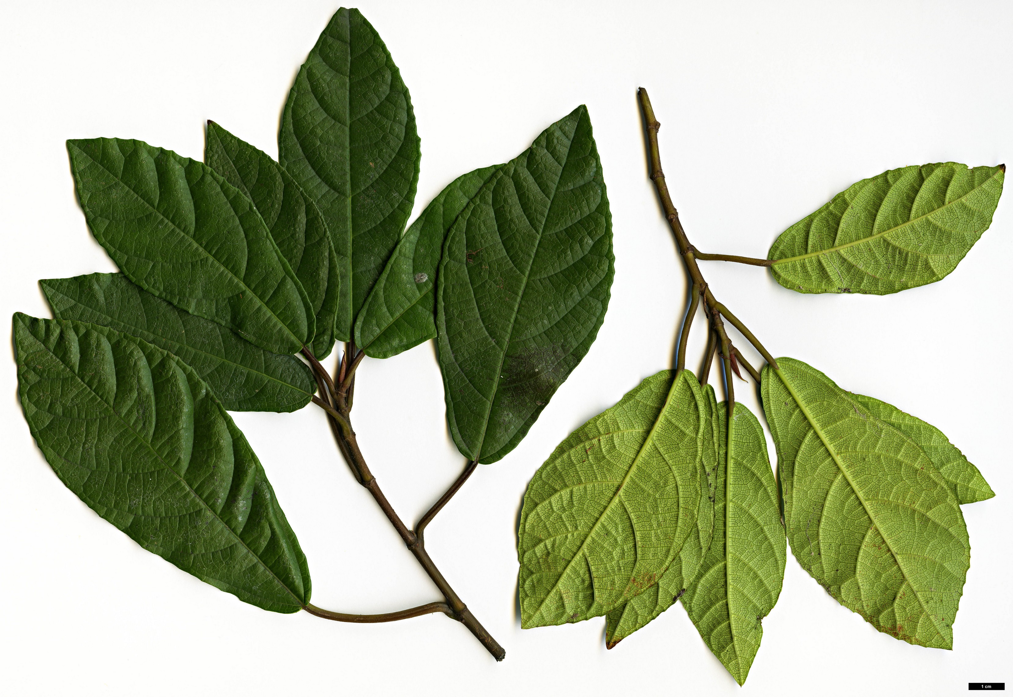 High resolution image: Family: Moraceae - Genus: Ficus - Taxon: tikoua