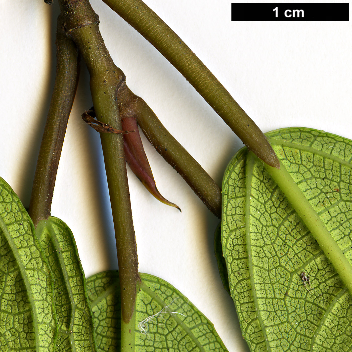 High resolution image: Family: Moraceae - Genus: Ficus - Taxon: tikoua