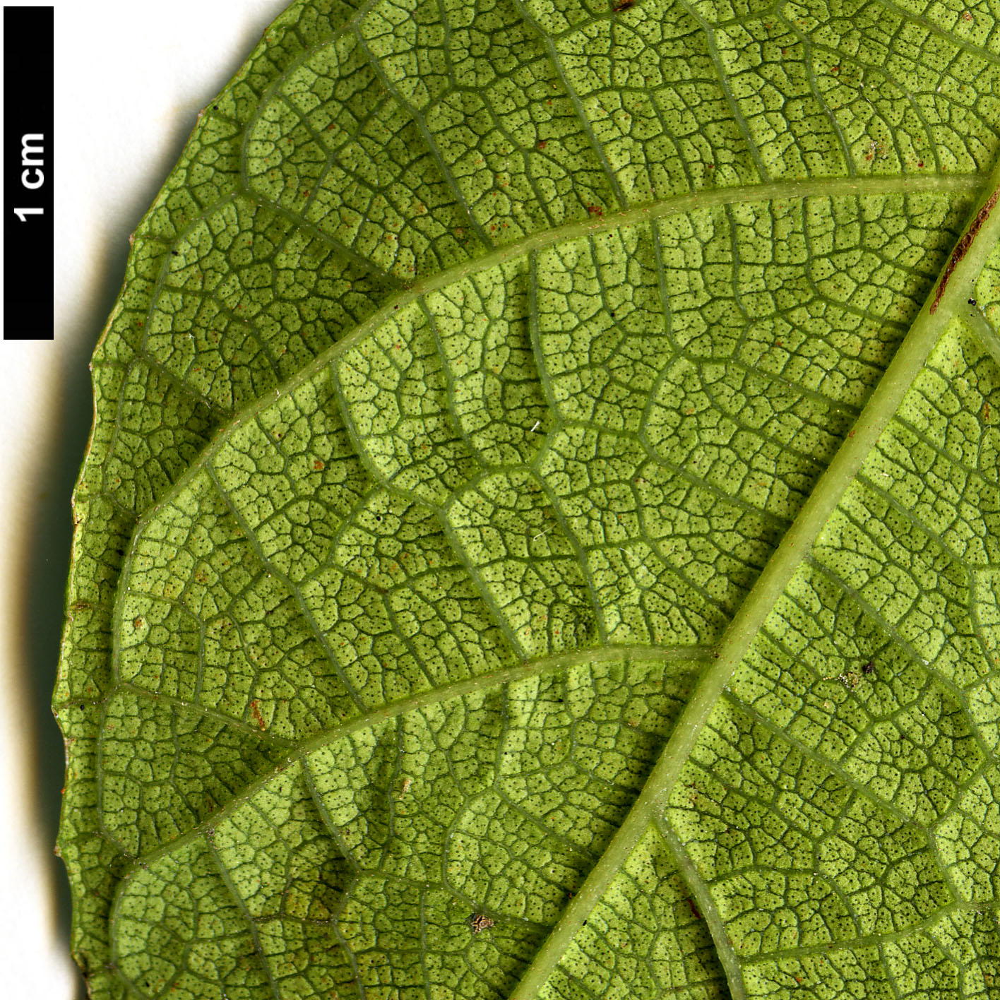 High resolution image: Family: Moraceae - Genus: Ficus - Taxon: tikoua