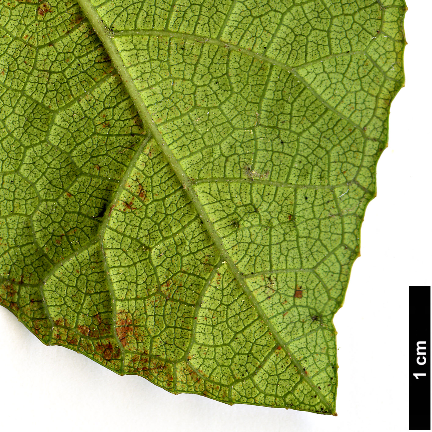 High resolution image: Family: Moraceae - Genus: Ficus - Taxon: tikoua