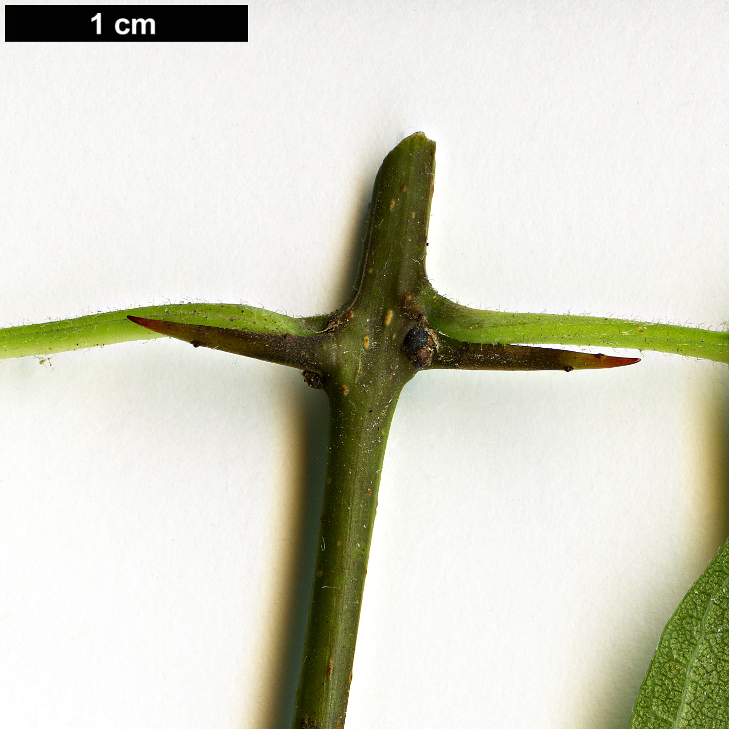High resolution image: Family: Moraceae - Genus: Maclura - Taxon: pomifera
