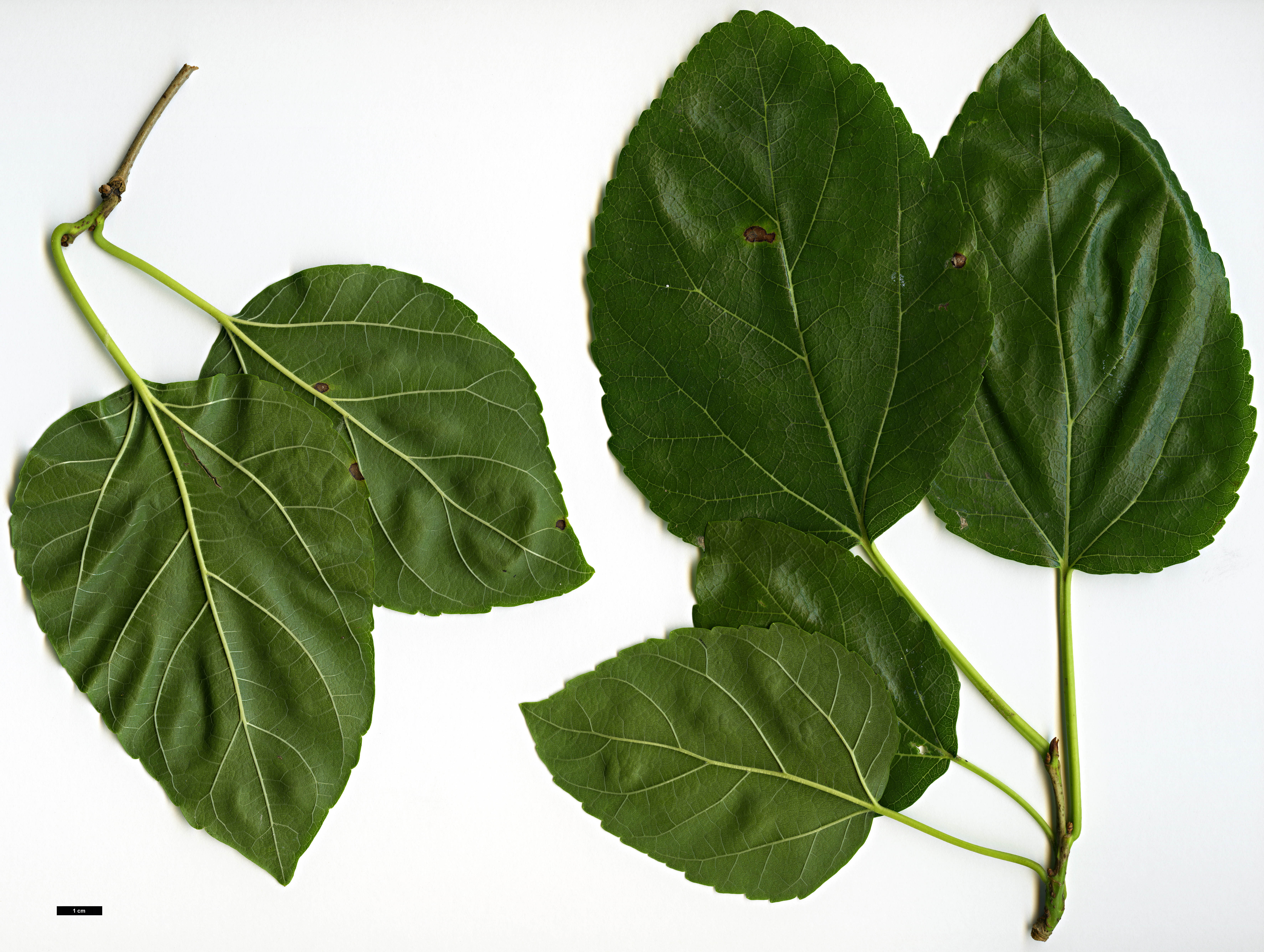 High resolution image: Family: Moraceae - Genus: Morus - Taxon: alba