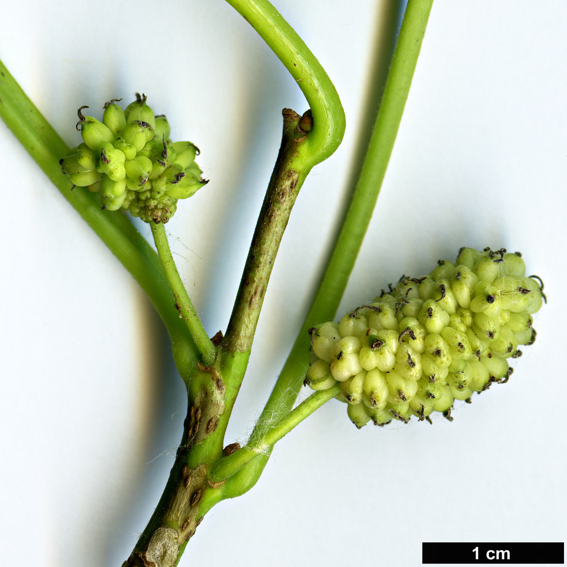 High resolution image: Family: Moraceae - Genus: Morus - Taxon: alba