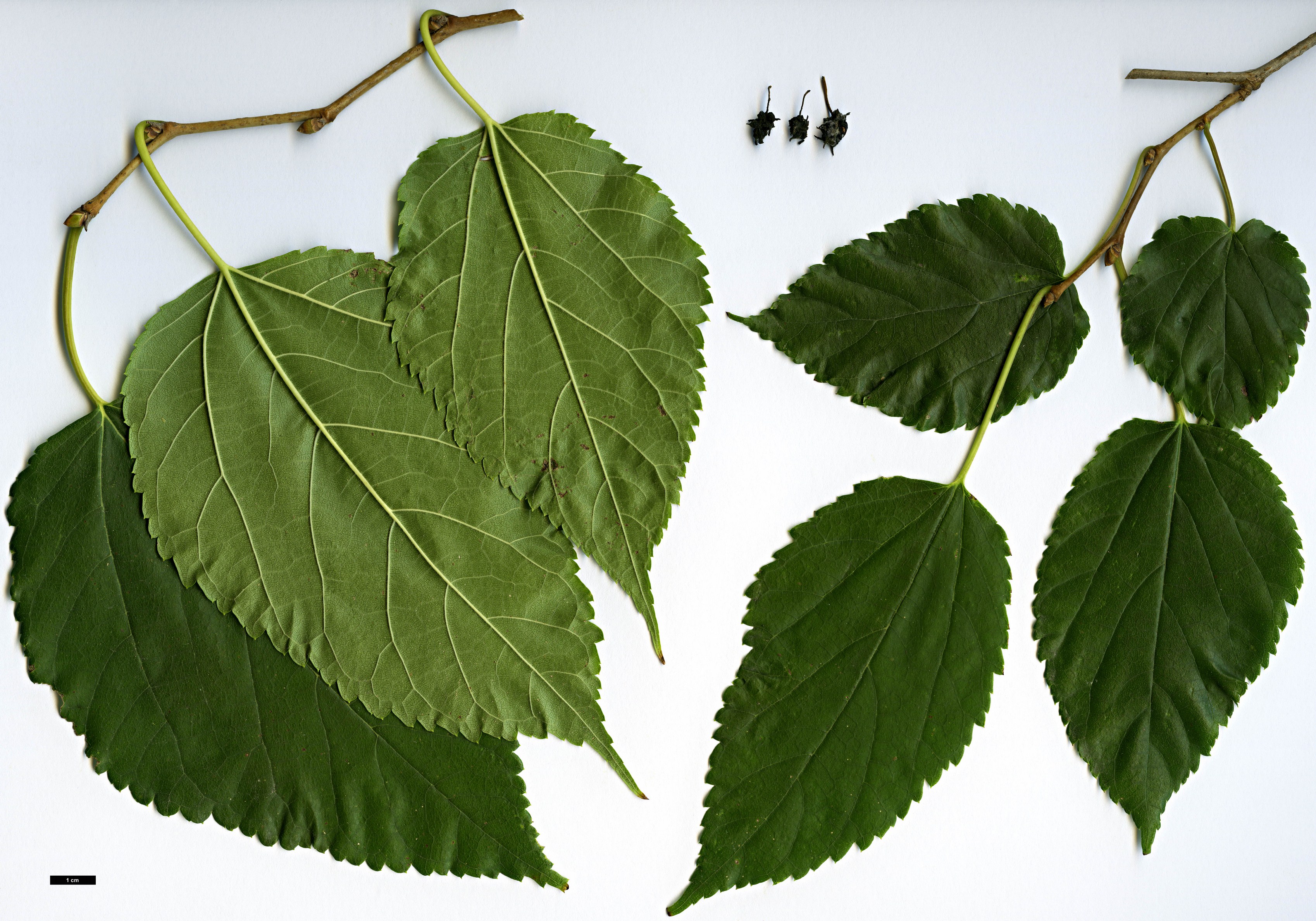 High resolution image: Family: Moraceae - Genus: Morus - Taxon: australis