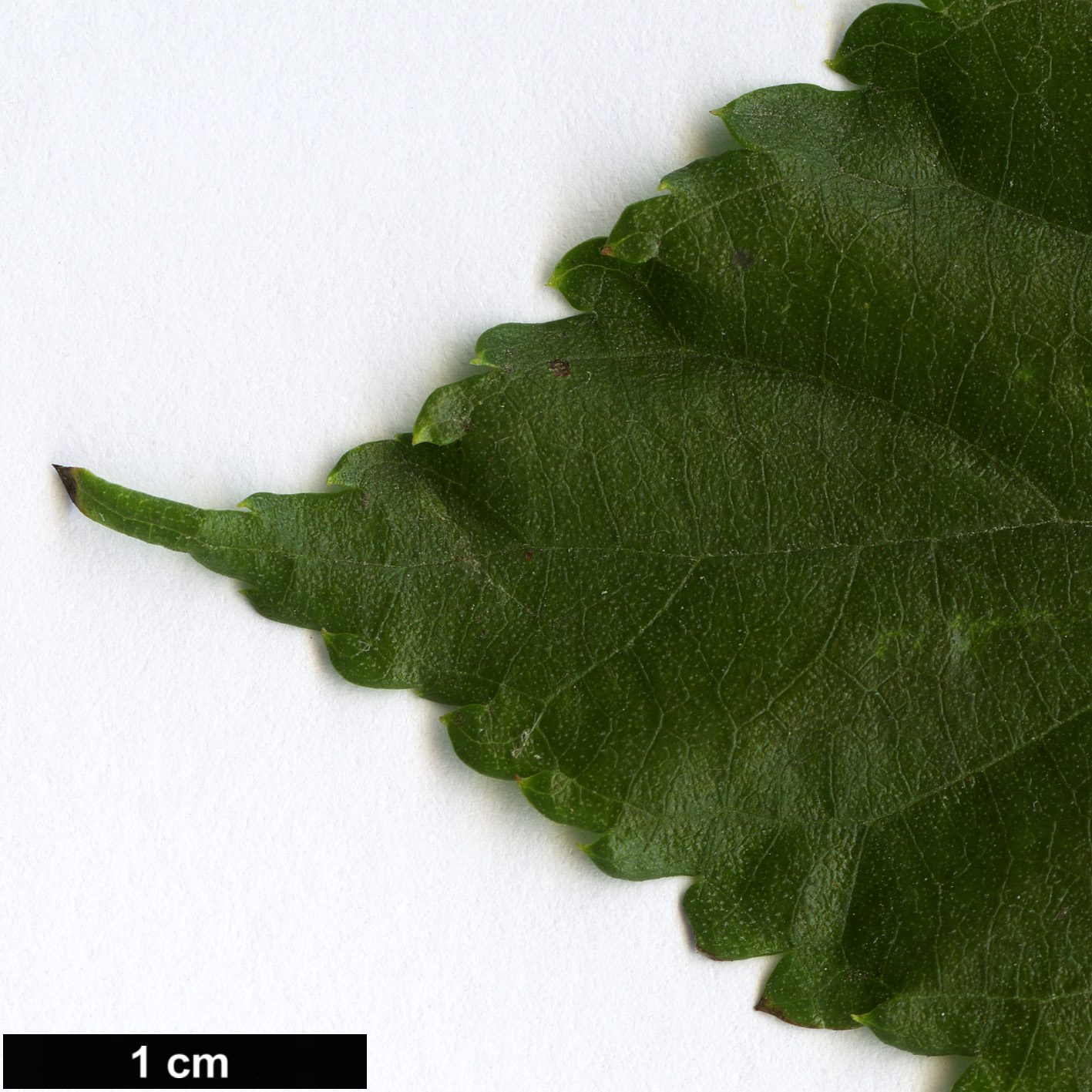 High resolution image: Family: Moraceae - Genus: Morus - Taxon: australis