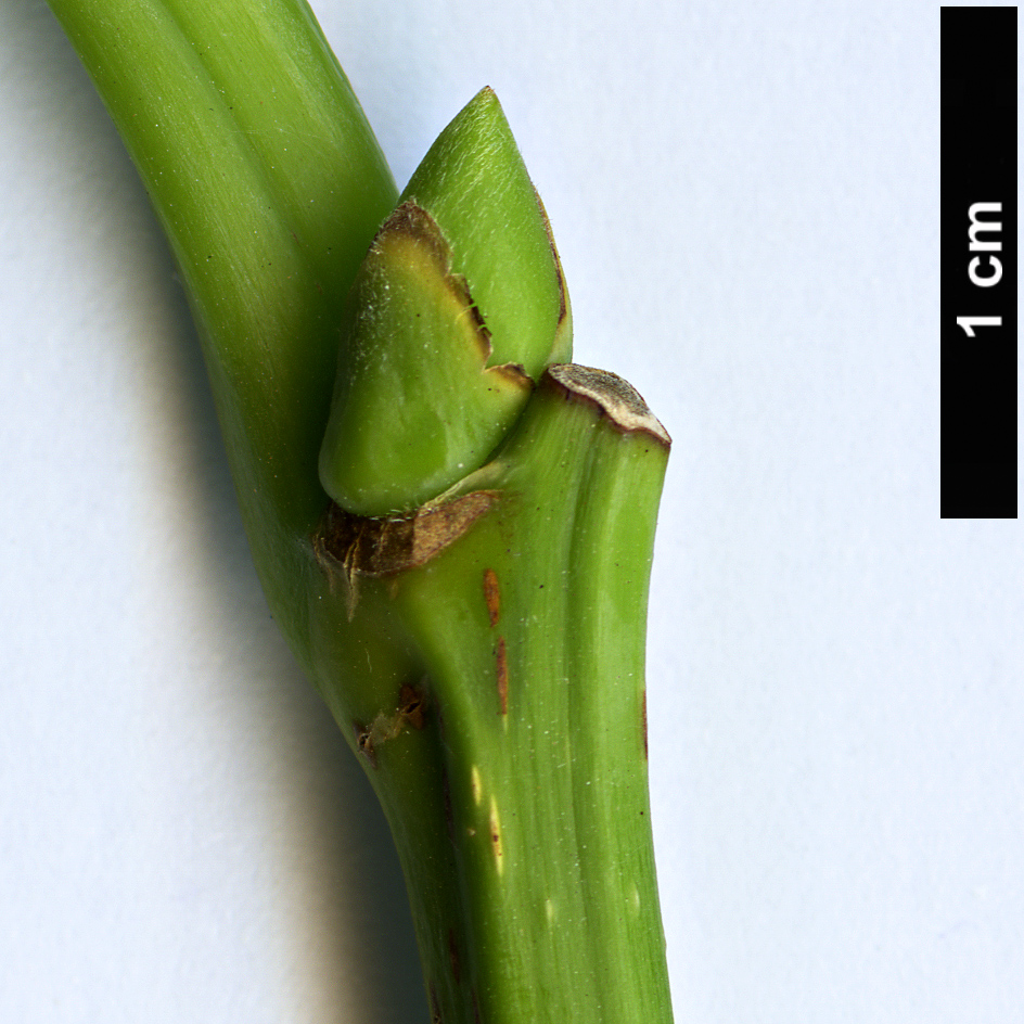 High resolution image: Family: Moraceae - Genus: Morus - Taxon: kagayame