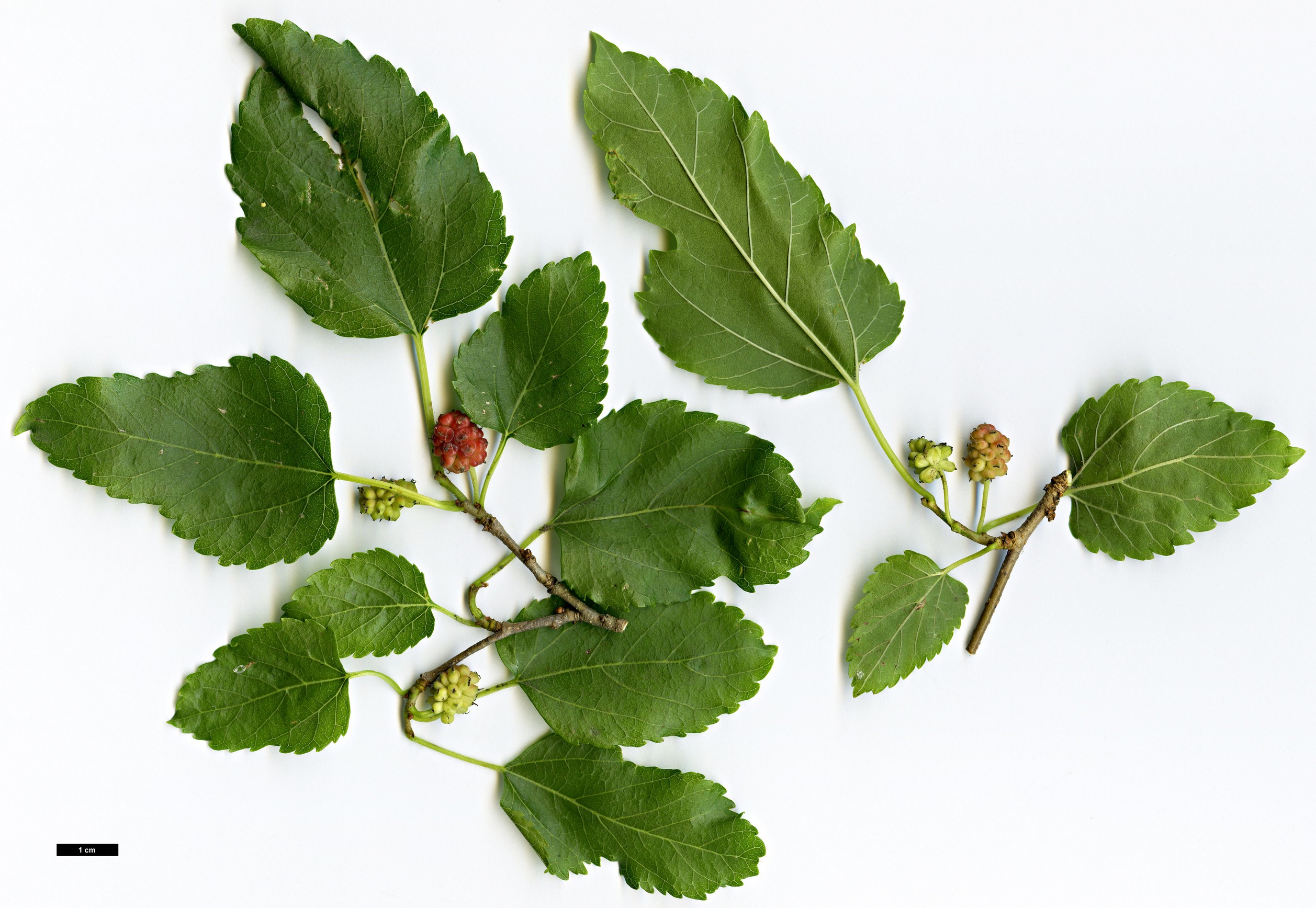 High resolution image: Family: Moraceae - Genus: Morus - Taxon: rubra