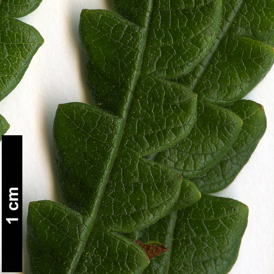 High resolution image: Family: Myricaceae - Genus: Comptonia - Taxon: peregrina High resolution image: Family: Myricaceae - Genus: Comptonia - Taxon: peregrina