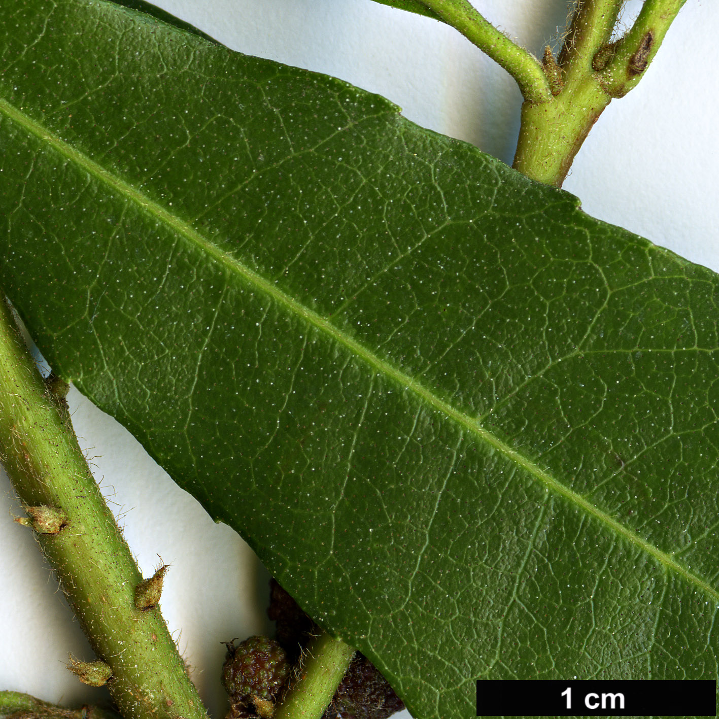 High resolution image: Family: Myricaceae - Genus: Morella - Taxon: californica