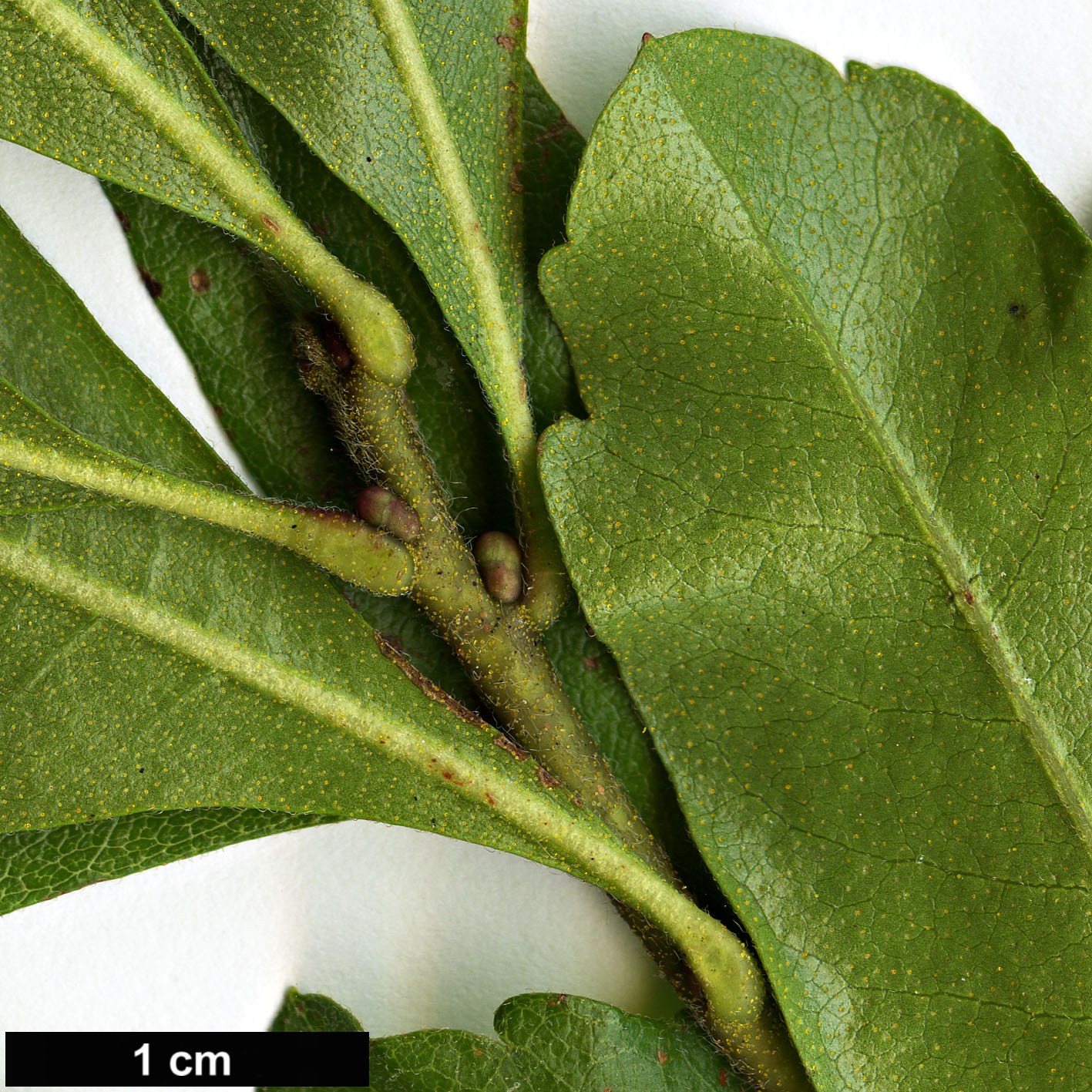 High resolution image: Family: Myricaceae - Genus: Morella - Taxon: cerifera