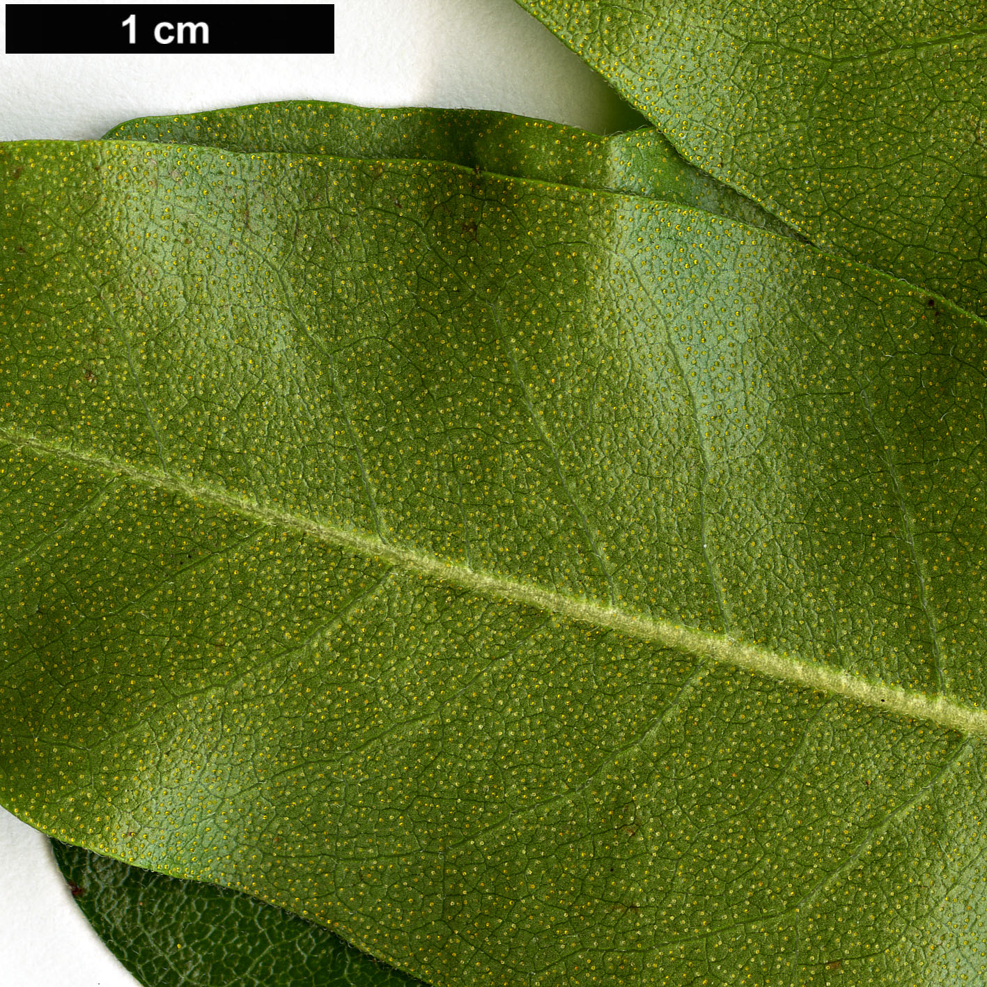 High resolution image: Family: Myricaceae - Genus: Morella - Taxon: cerifera