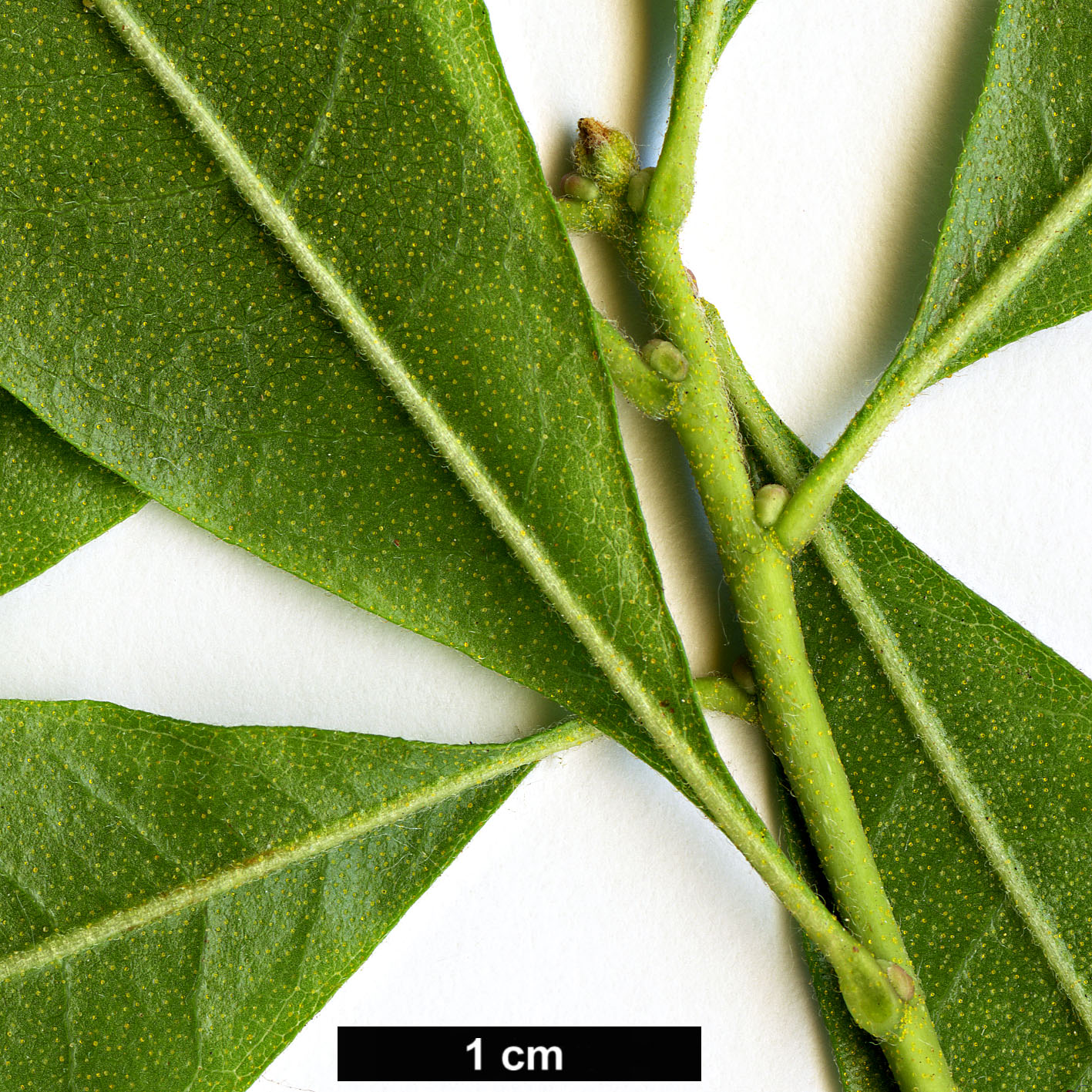 High resolution image: Family: Myricaceae - Genus: Morella - Taxon: pensylvanica