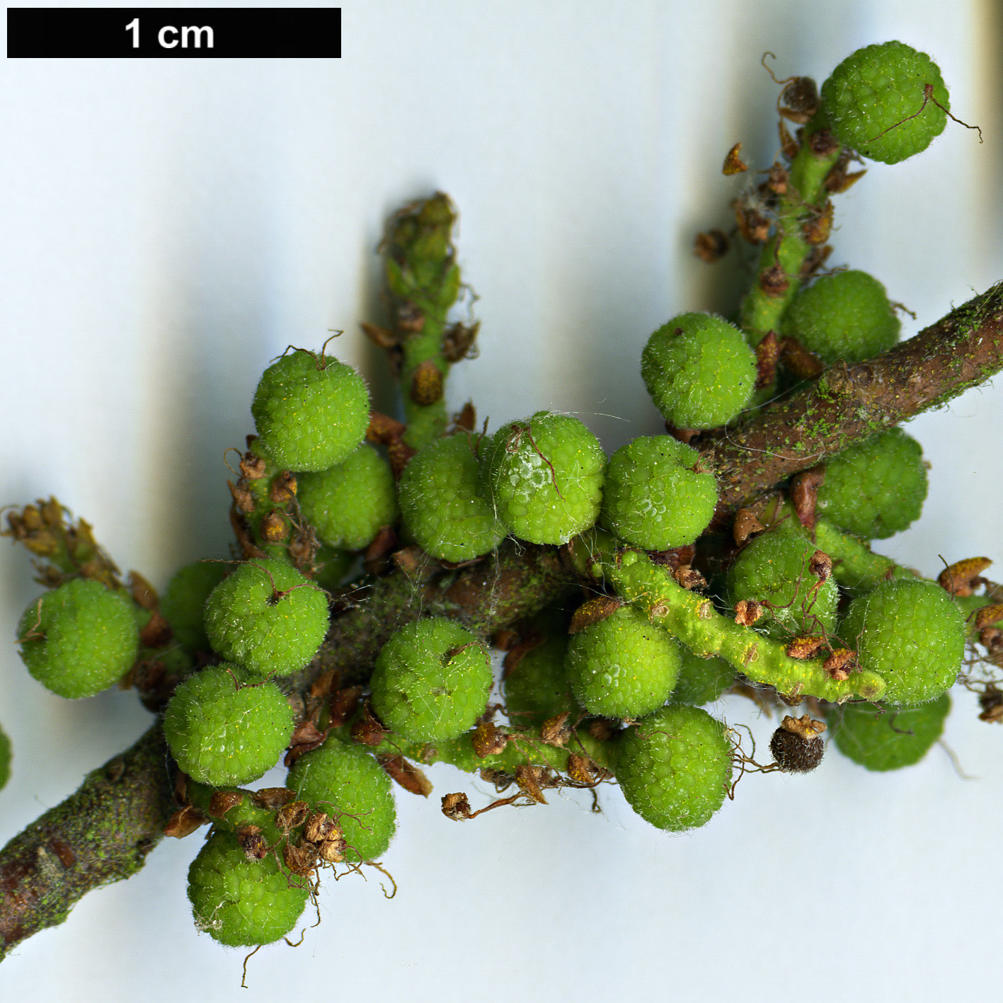 High resolution image: Family: Myricaceae - Genus: Morella - Taxon: pensylvanica