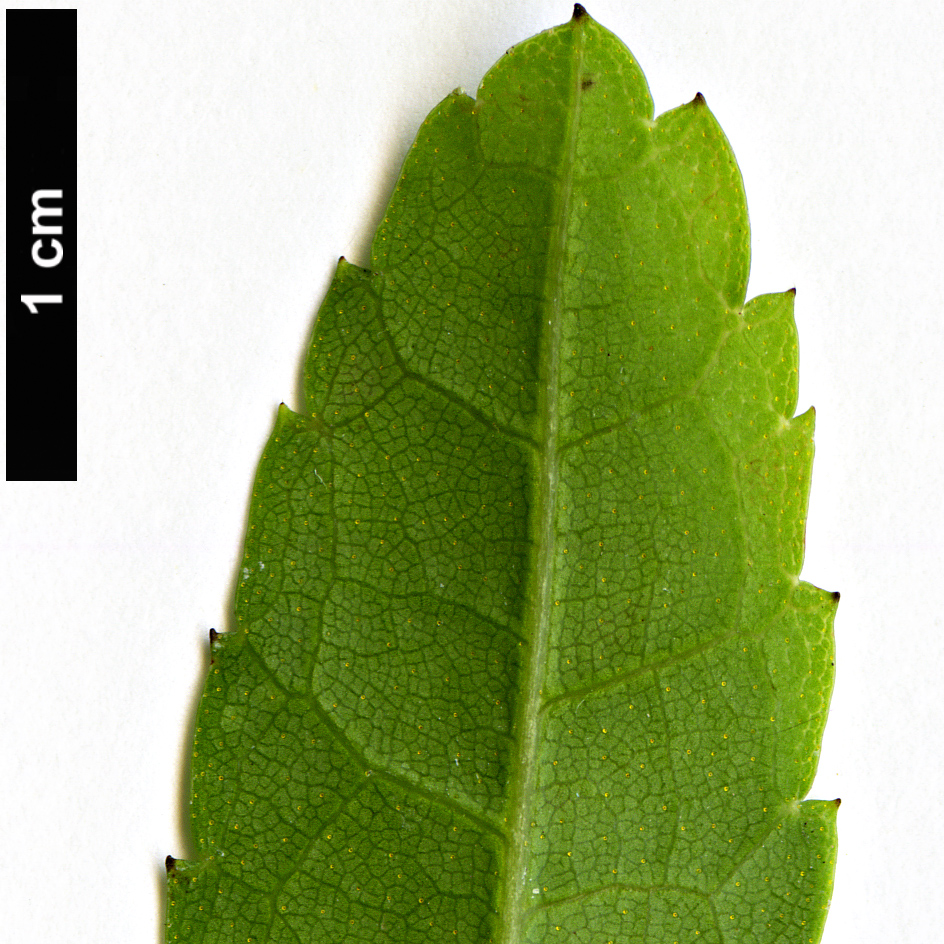 High resolution image: Family: Myricaceae - Genus: Myrica - Taxon: rubra