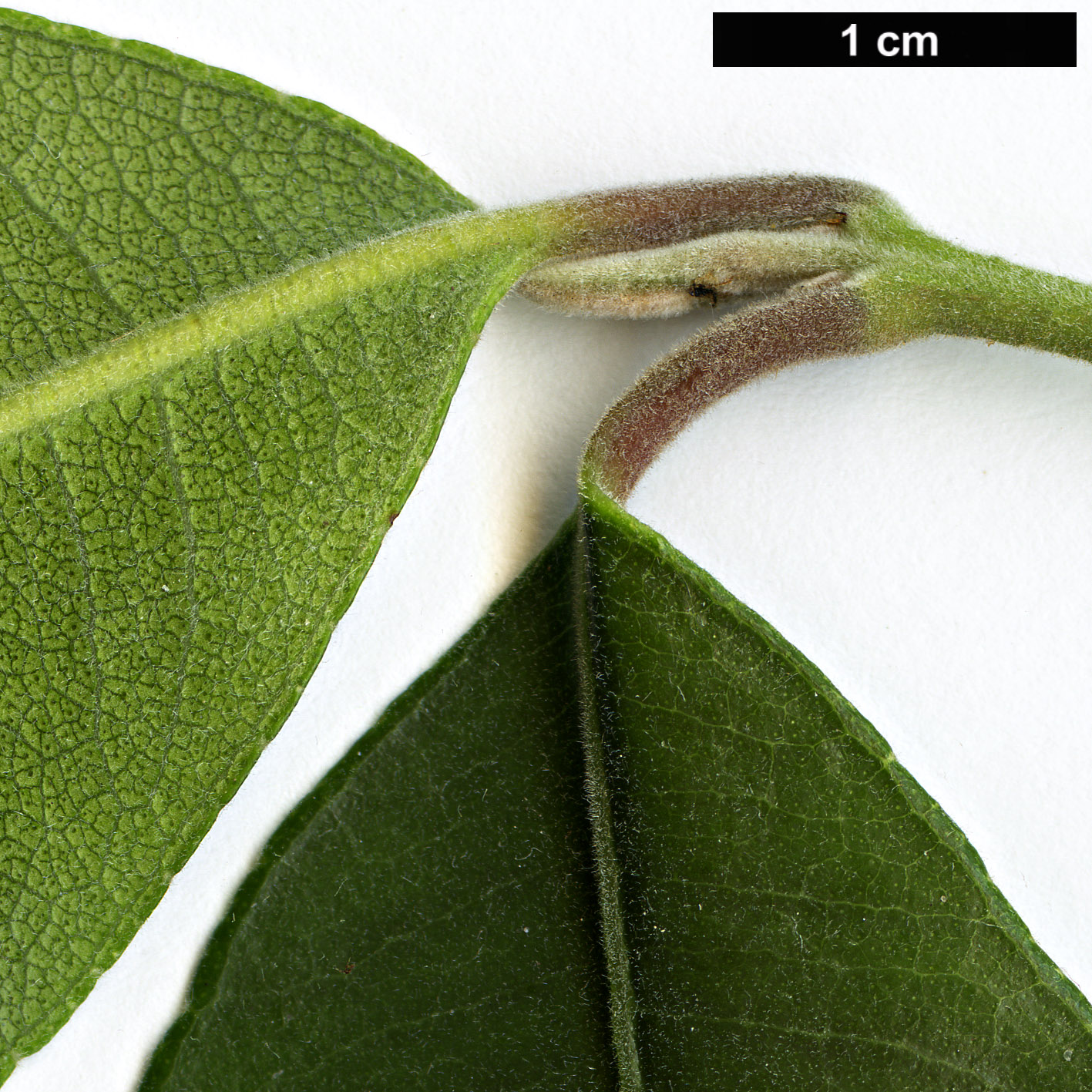 High resolution image: Family: Myrtaceae - Genus: Backhousia - Taxon: citriodora High resolution image: Family: Myrtaceae - Genus: Backhousia - Taxon: citriodora