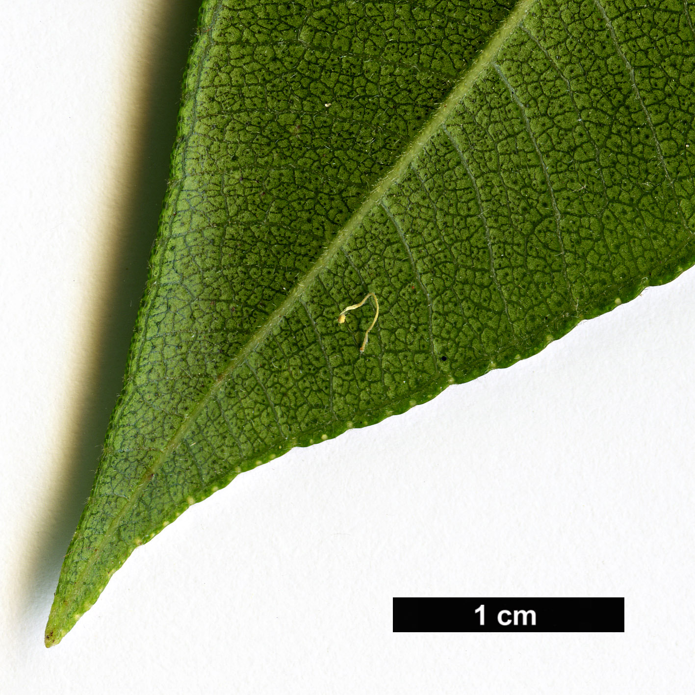 High resolution image: Family: Myrtaceae - Genus: Backhousia - Taxon: citriodora