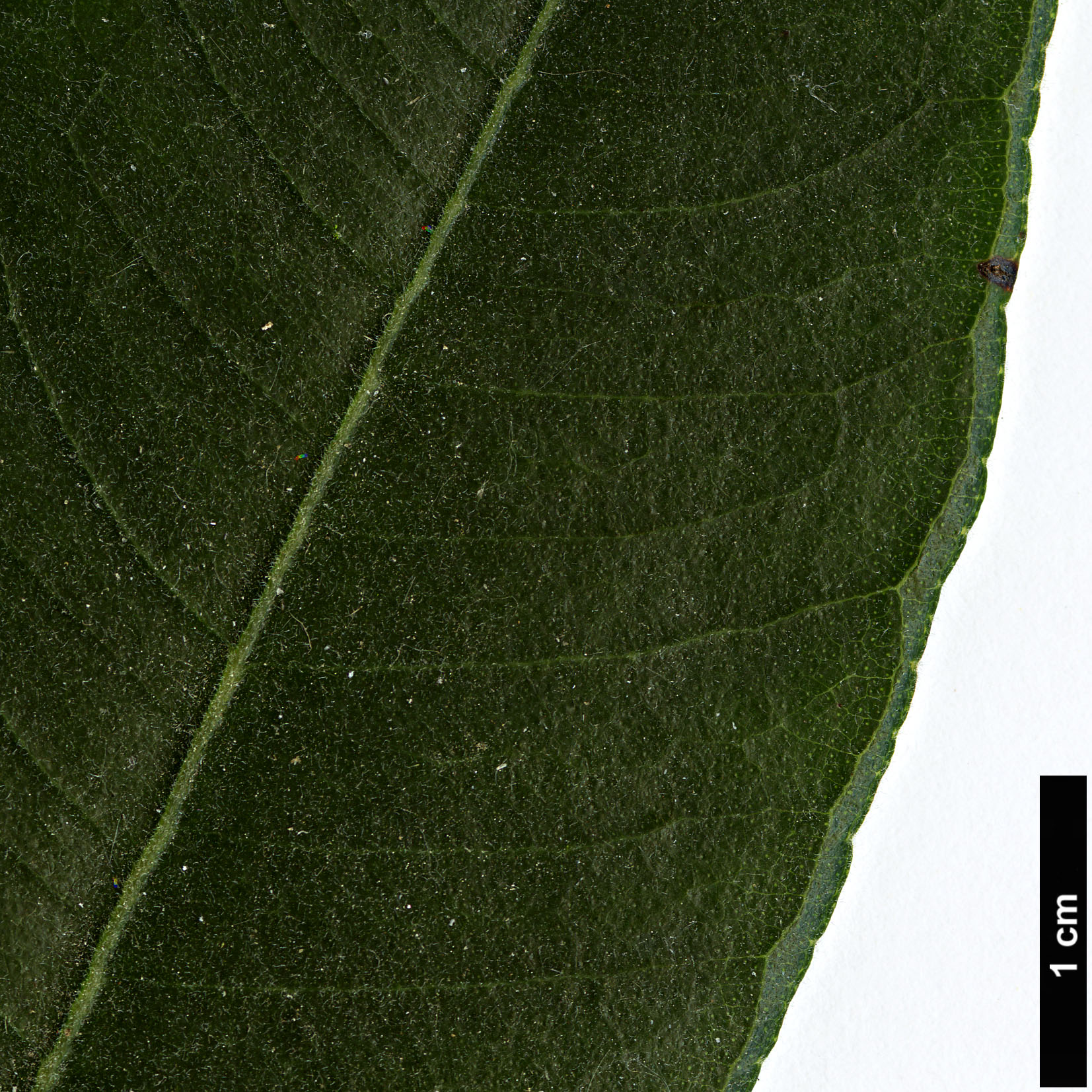 High resolution image: Family: Myrtaceae - Genus: Backhousia - Taxon: citriodora High resolution image: Family: Myrtaceae - Genus: Backhousia - Taxon: citriodora