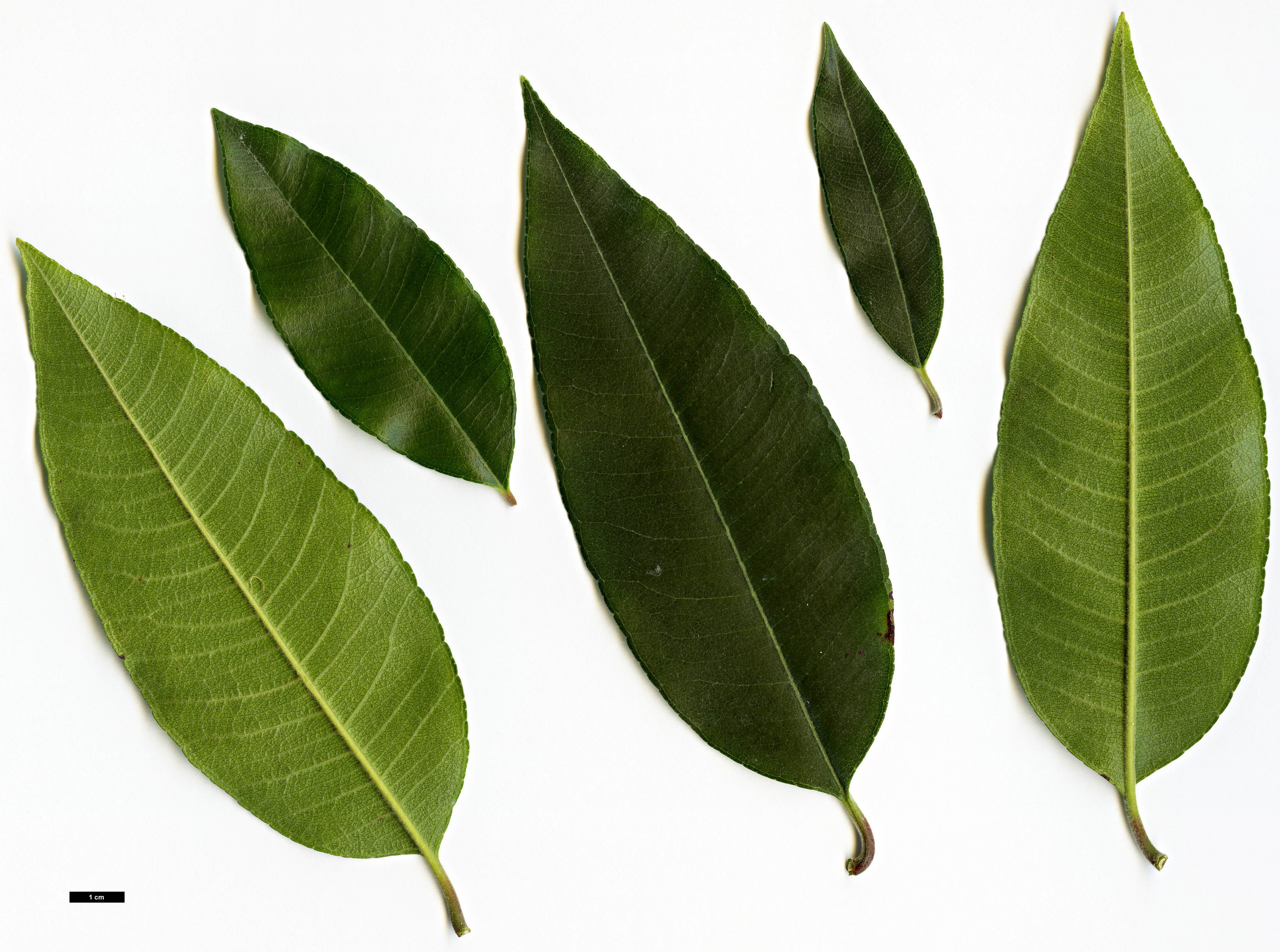 High resolution image: Family: Myrtaceae - Genus: Backhousia - Taxon: citriodora High resolution image: Family: Myrtaceae - Genus: Backhousia - Taxon: citriodora