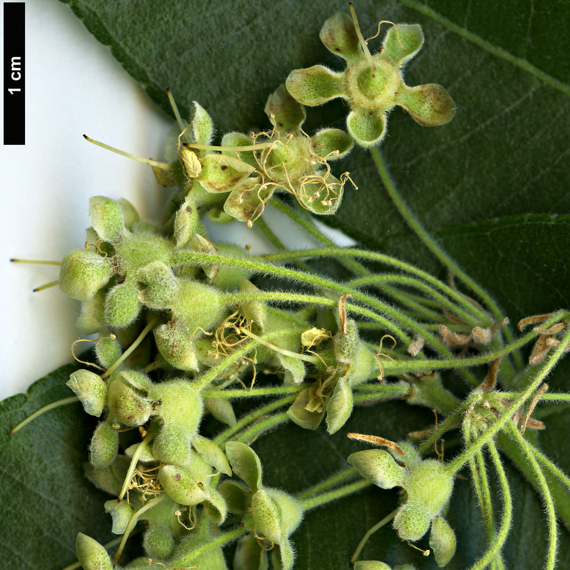 High resolution image: Family: Myrtaceae - Genus: Backhousia - Taxon: citriodora