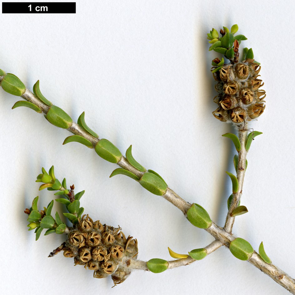 High resolution image: Family: Myrtaceae - Genus: Beaufortia - Taxon: elegans High resolution image: Family: Myrtaceae - Genus: Beaufortia - Taxon: elegans