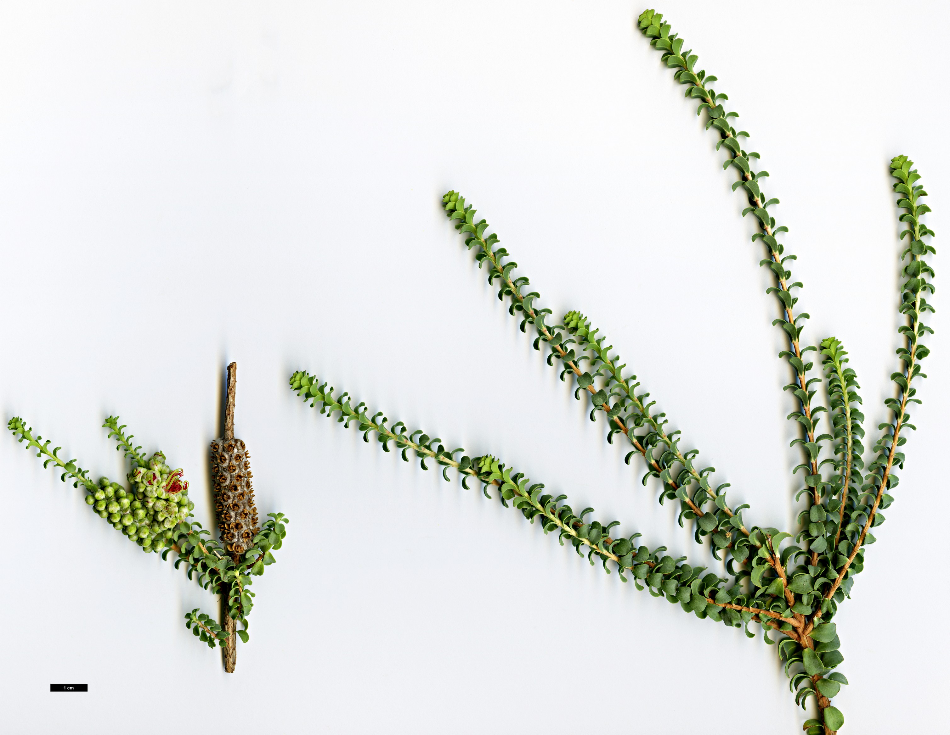 High resolution image: Family: Myrtaceae - Genus: Beaufortia - Taxon: orbifolia High resolution image: Family: Myrtaceae - Genus: Beaufortia - Taxon: orbifolia