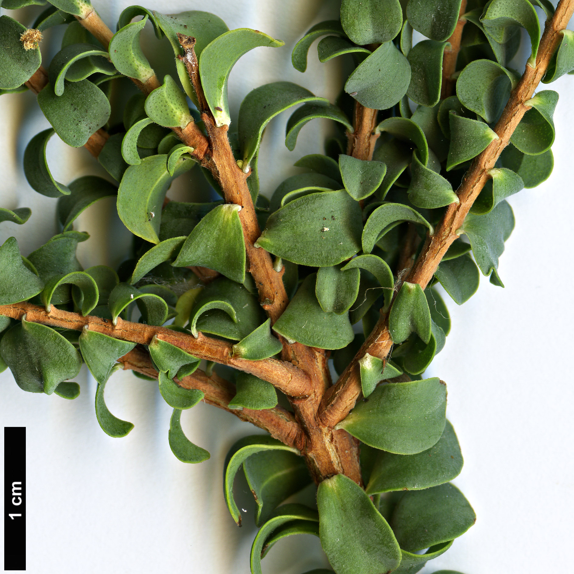 High resolution image: Family: Myrtaceae - Genus: Beaufortia - Taxon: orbifolia High resolution image: Family: Myrtaceae - Genus: Beaufortia - Taxon: orbifolia