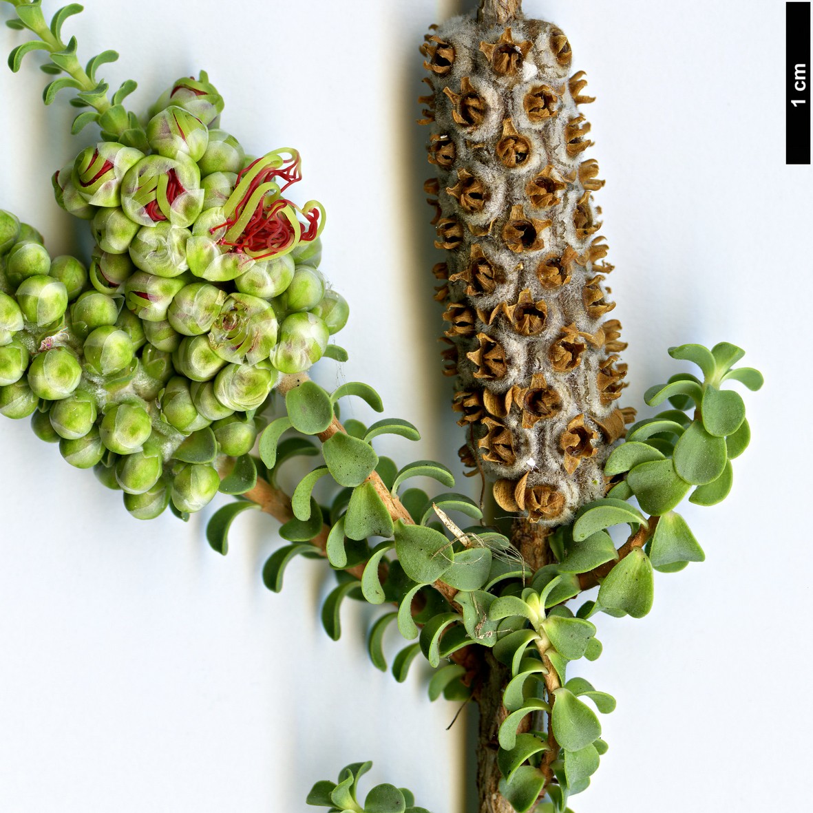 High resolution image: Family: Myrtaceae - Genus: Beaufortia - Taxon: orbifolia High resolution image: Family: Myrtaceae - Genus: Beaufortia - Taxon: orbifolia