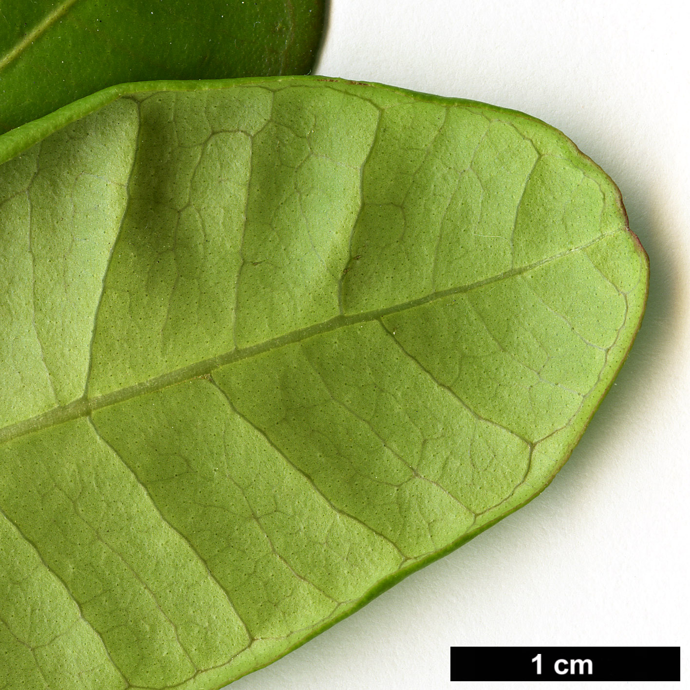 High resolution image: Family: Myrtaceae - Genus: Blepharocalyx - Taxon: cruckshanksii High resolution image: Family: Myrtaceae - Genus: Blepharocalyx - Taxon: cruckshanksii