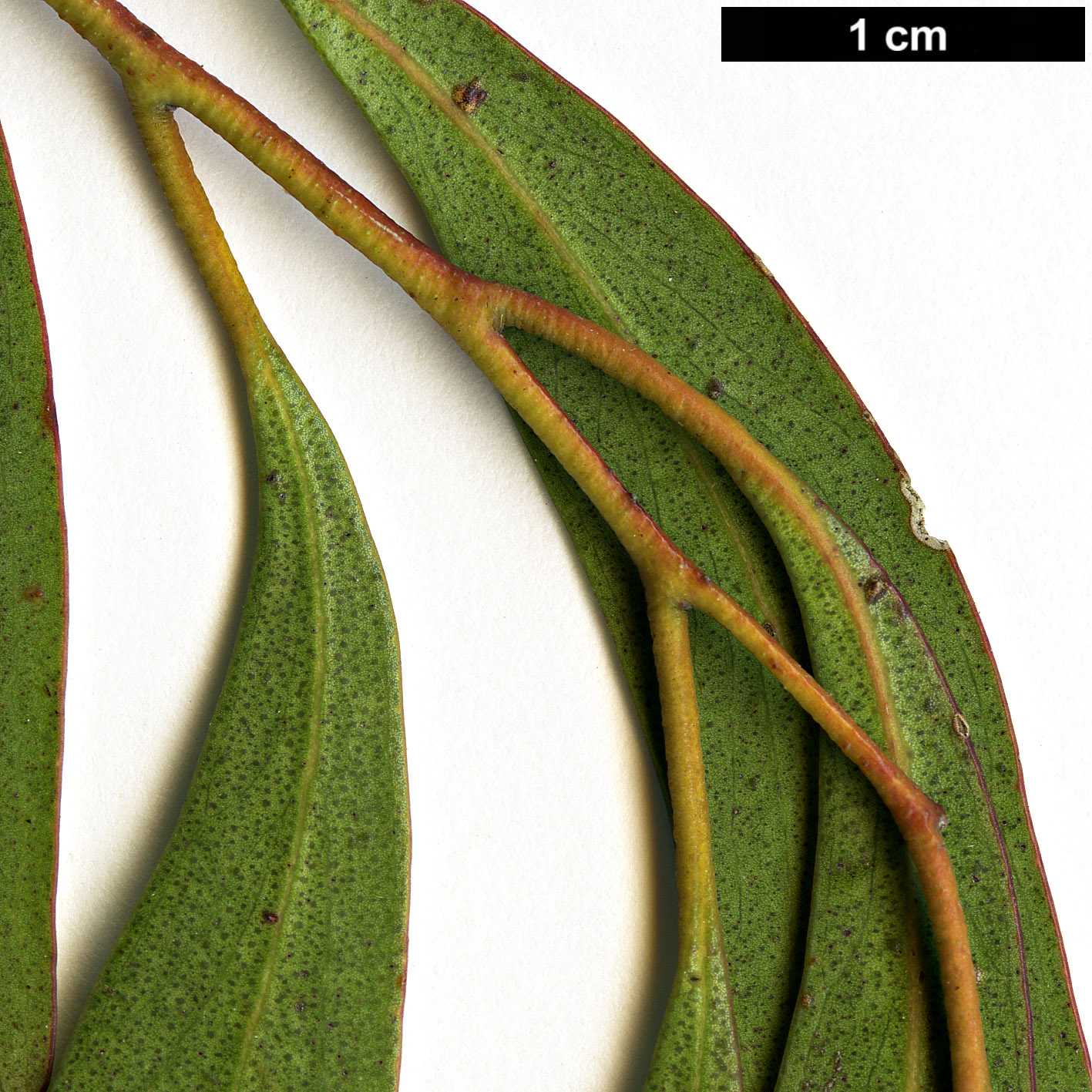 High resolution image: Family: Myrtaceae - Genus: Eucalyptus - Taxon: amygdalina High resolution image: Family: Myrtaceae - Genus: Eucalyptus - Taxon: amygdalina