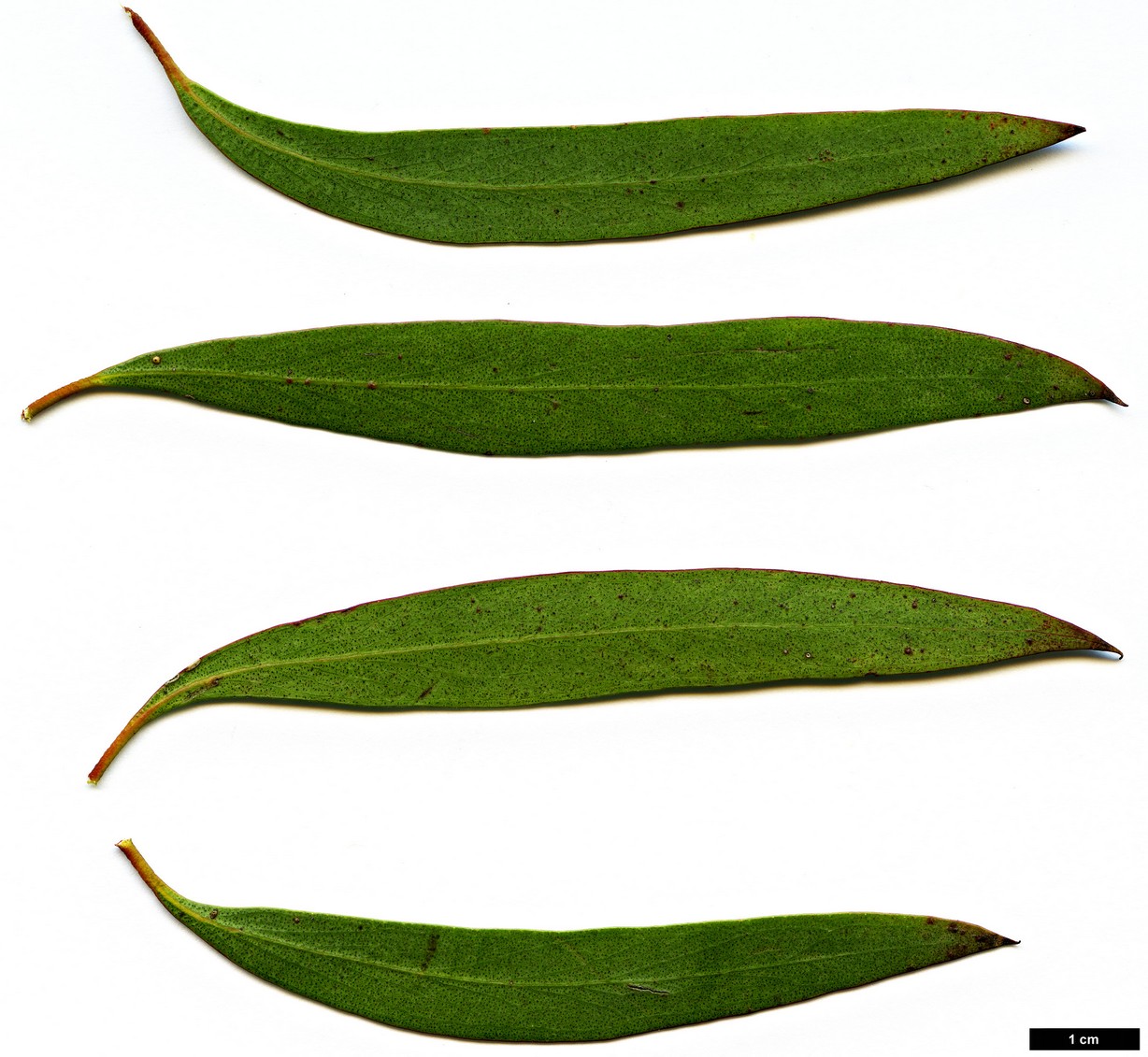 High resolution image: Family: Myrtaceae - Genus: Eucalyptus - Taxon: amygdalina