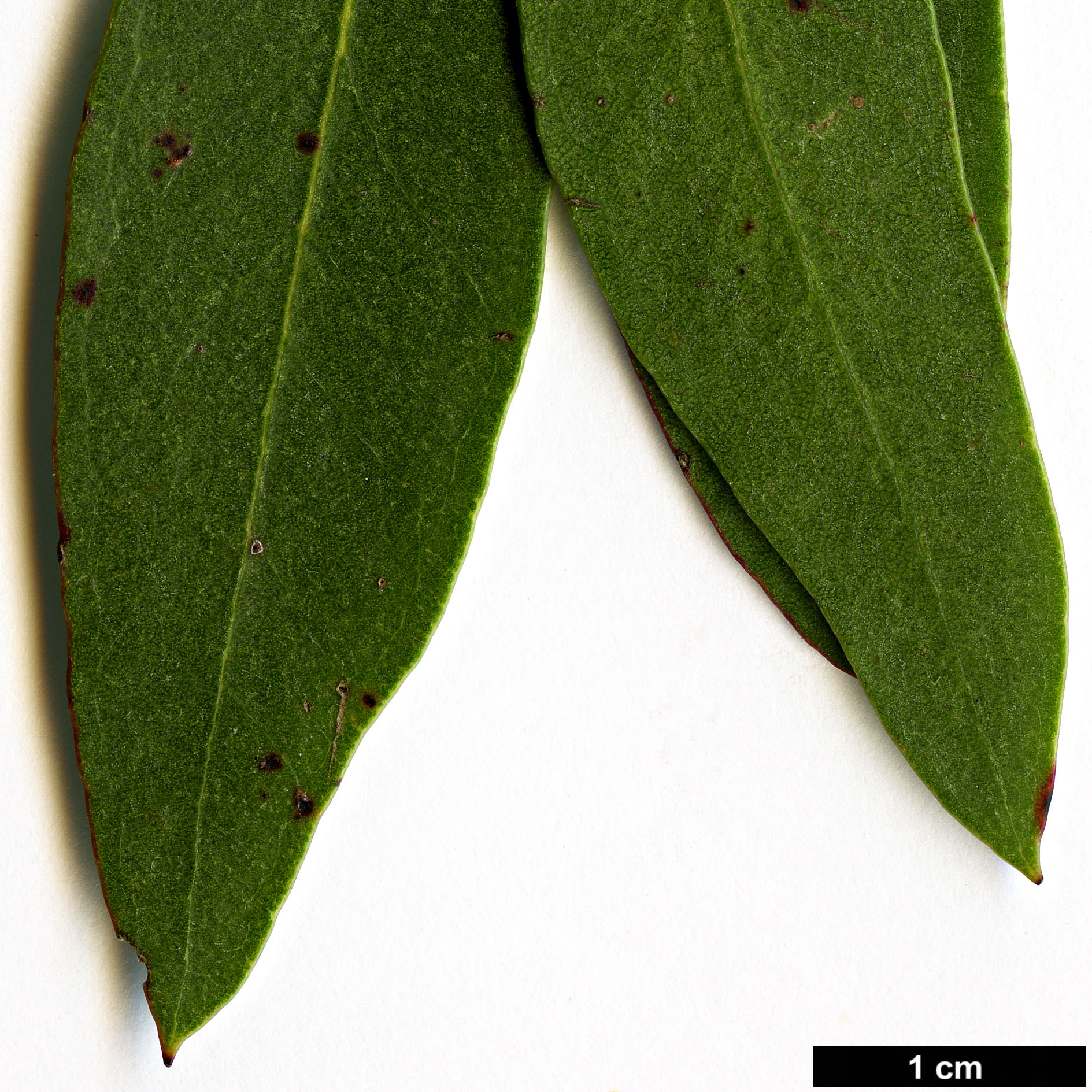 High resolution image: Family: Myrtaceae - Genus: Eucalyptus - Taxon: archerii
