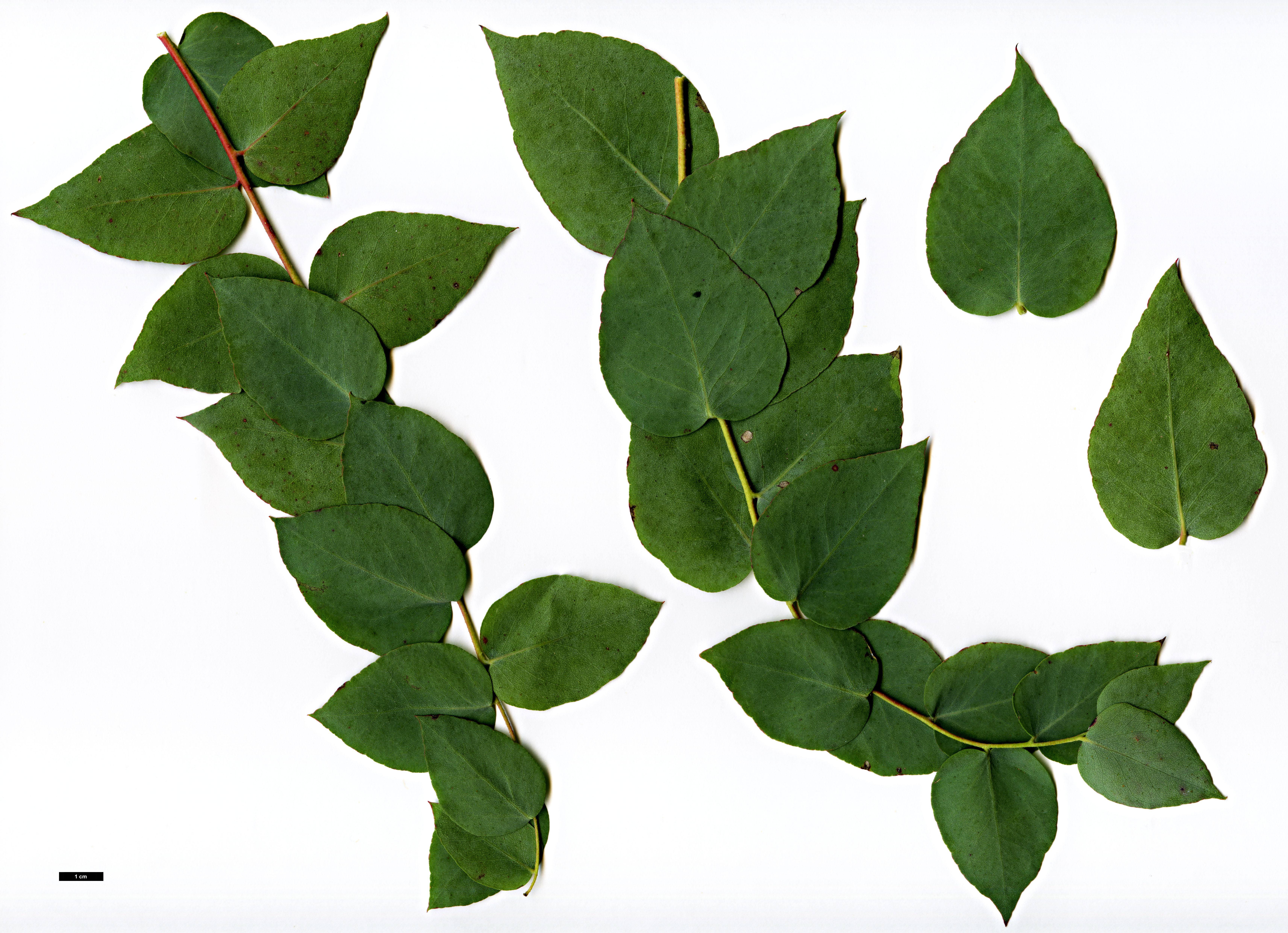 High resolution image: Family: Myrtaceae - Genus: Eucalyptus - Taxon: bridgesiana