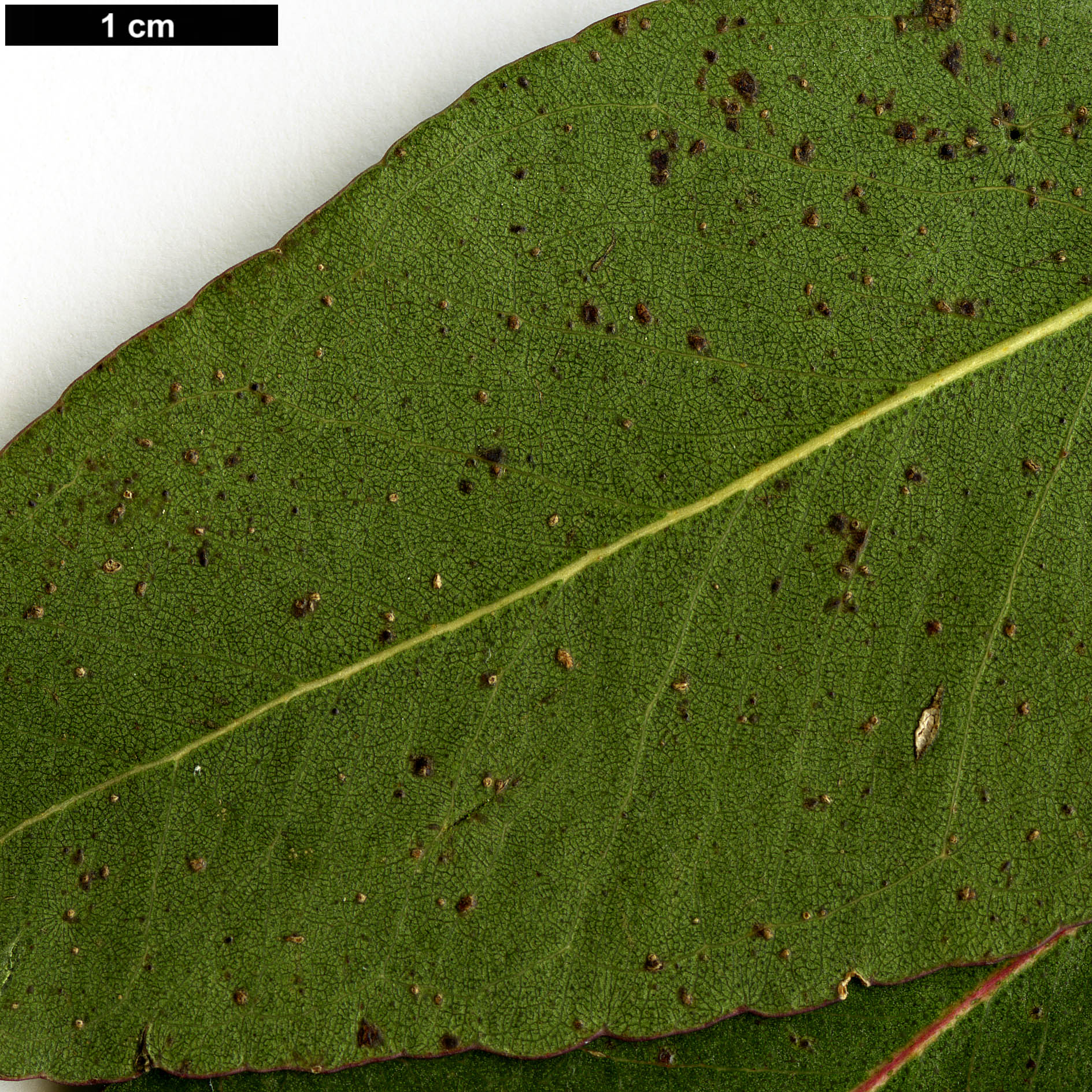 High resolution image: Family: Myrtaceae - Genus: Eucalyptus - Taxon: brookeriana