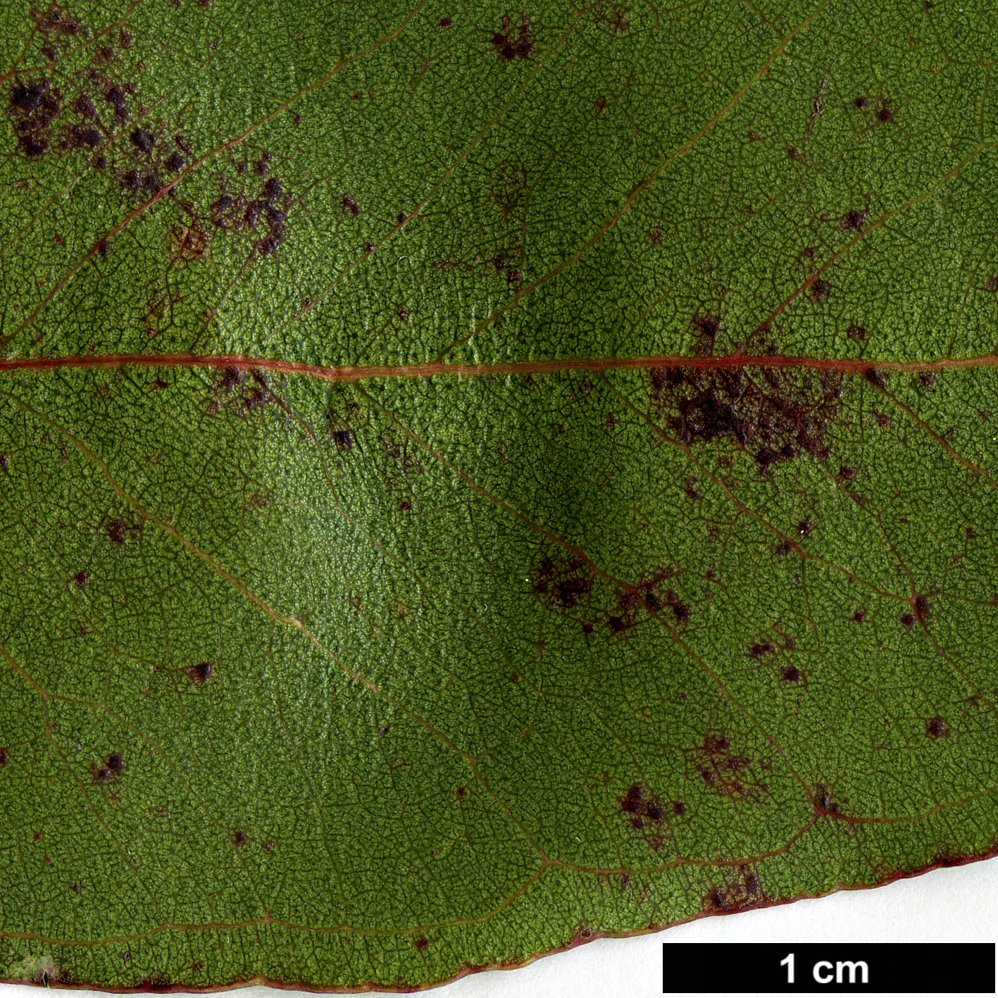 High resolution image: Family: Myrtaceae - Genus: Eucalyptus - Taxon: brookeriana